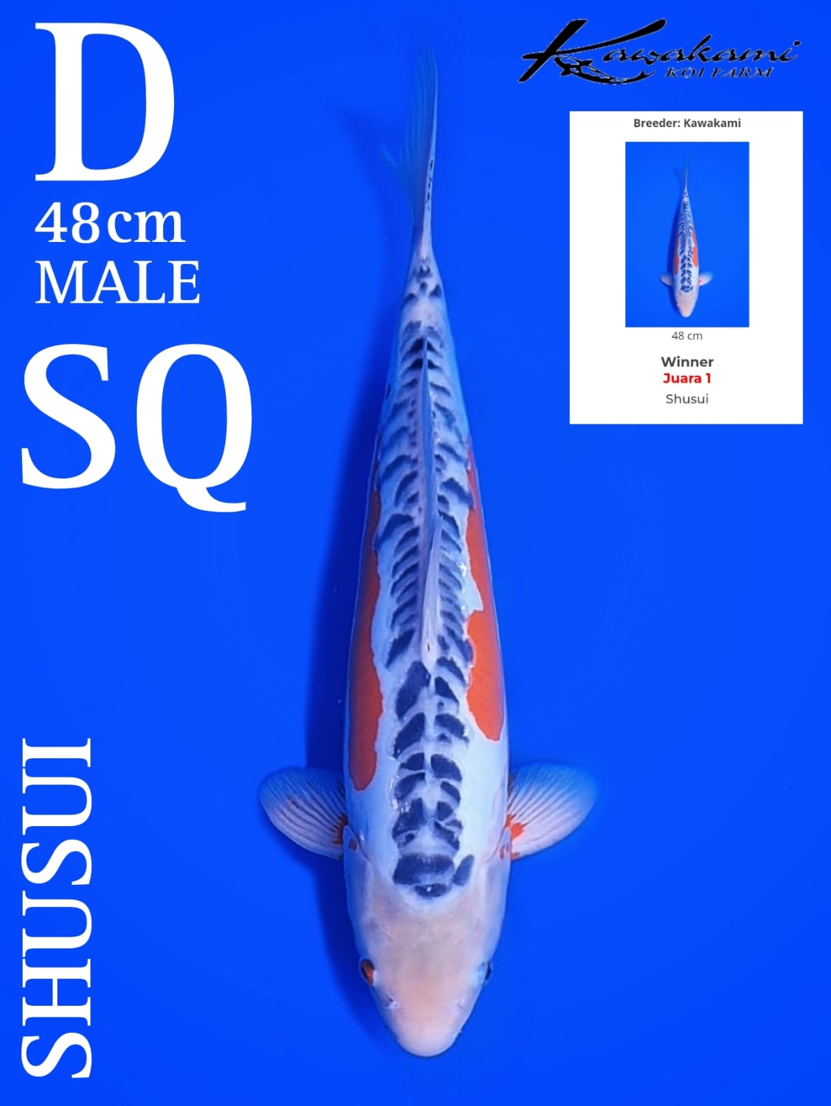 SHUSUI KAWAKAMI KOI FARM 48cm