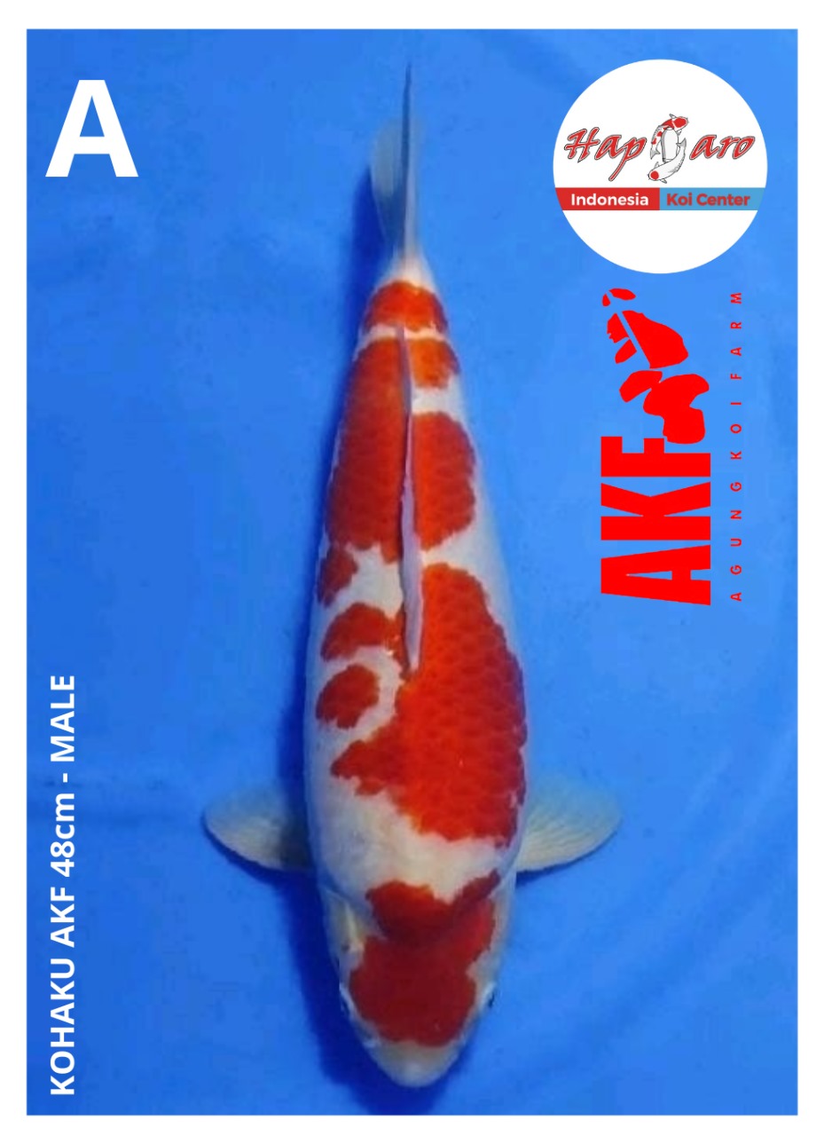 KOHAKU AKF 48cm