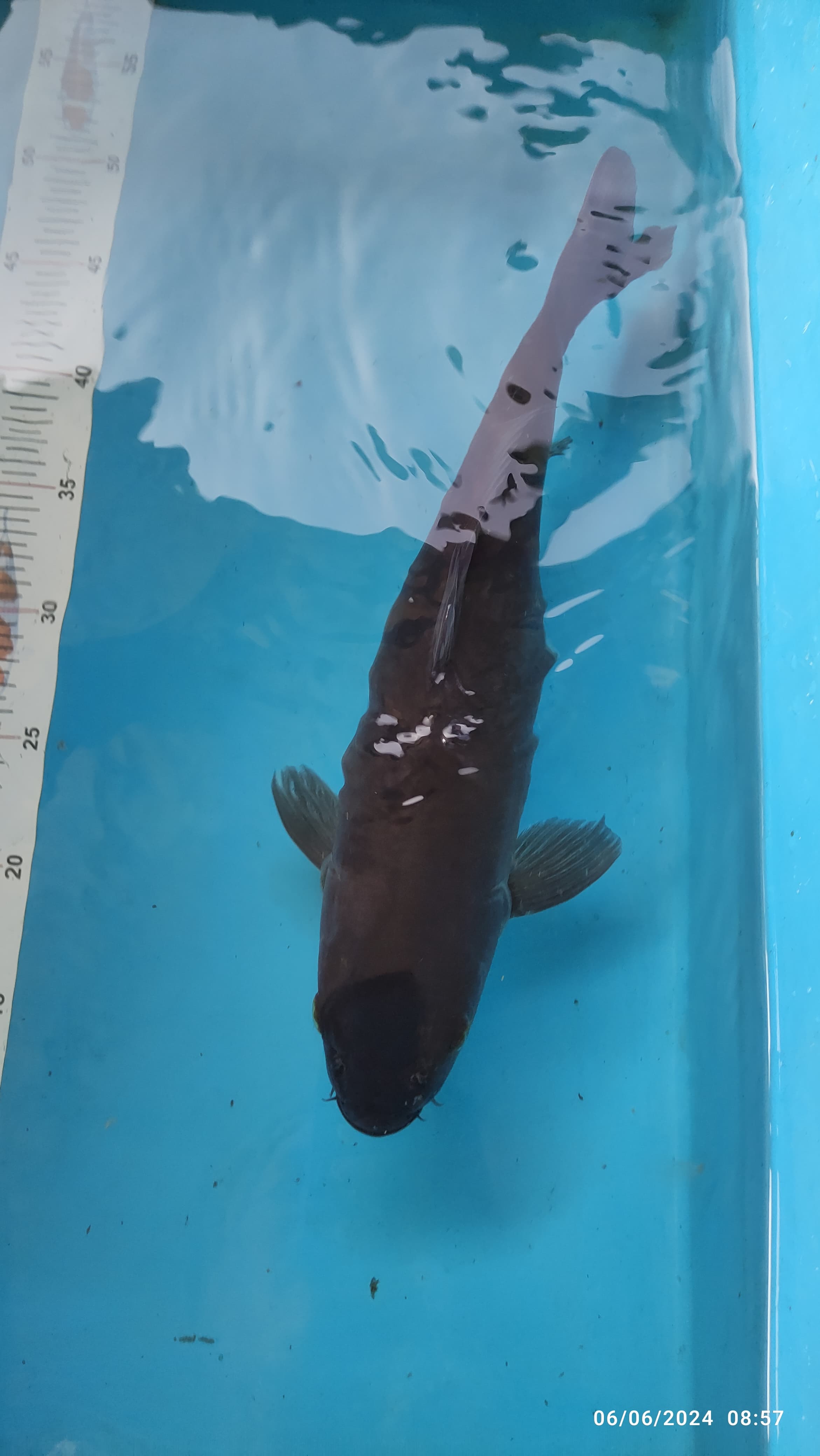 KARASUGOI 35cm