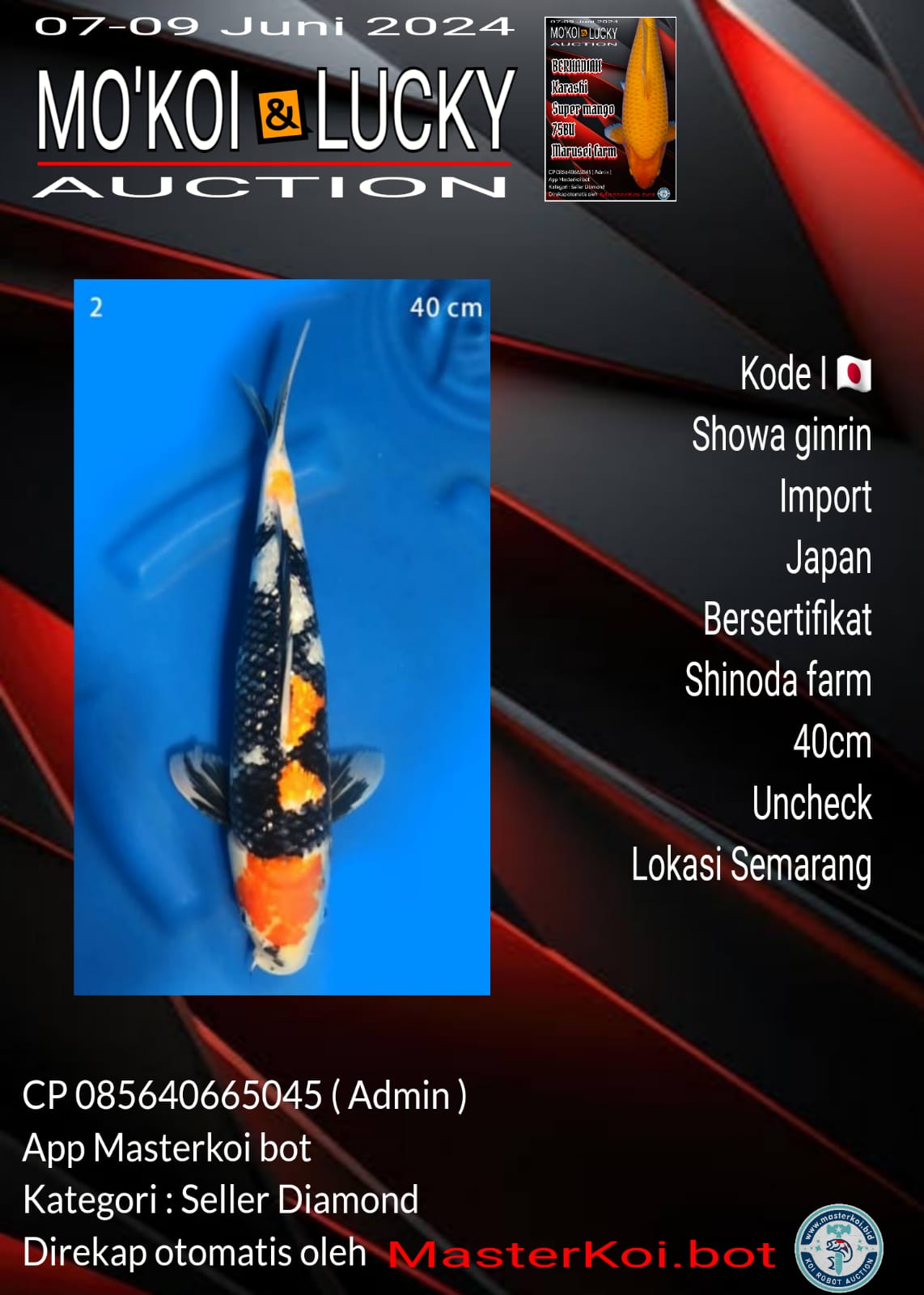 SHOWA GINRIN 40cm