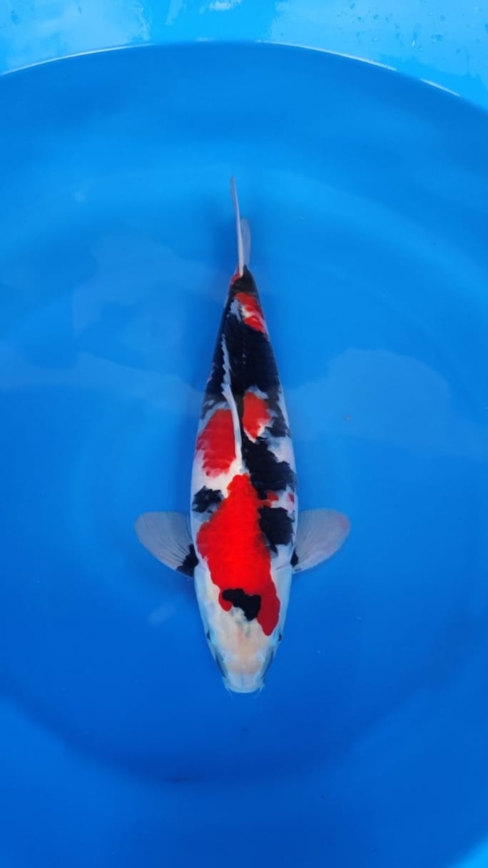 SHOWA BOSU 43cm