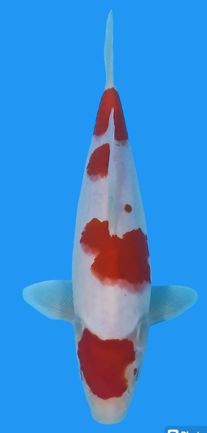 KOHAKU AKF BLOODLINE 28cm