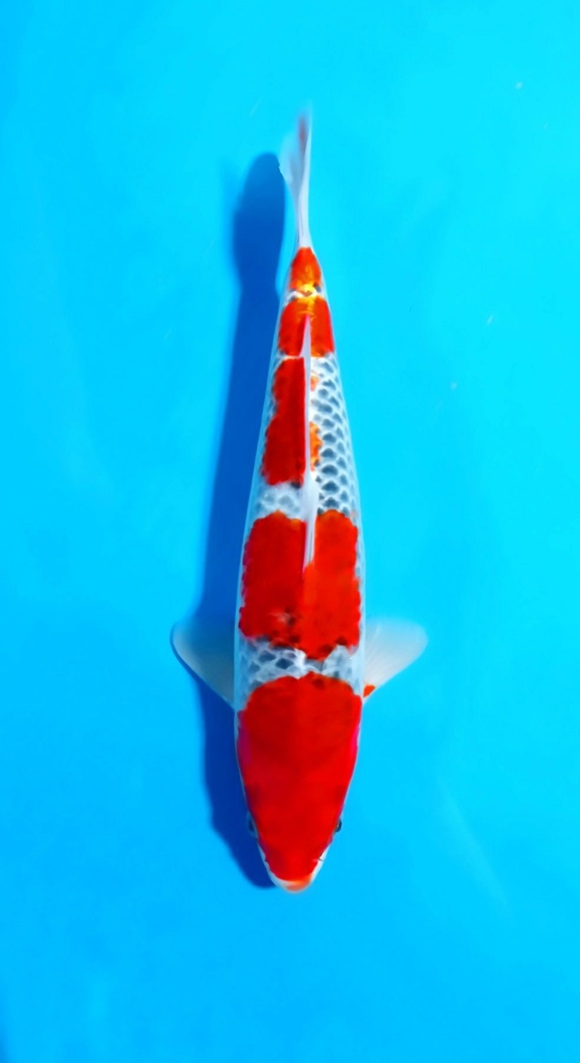 GOSHIKI 35cm