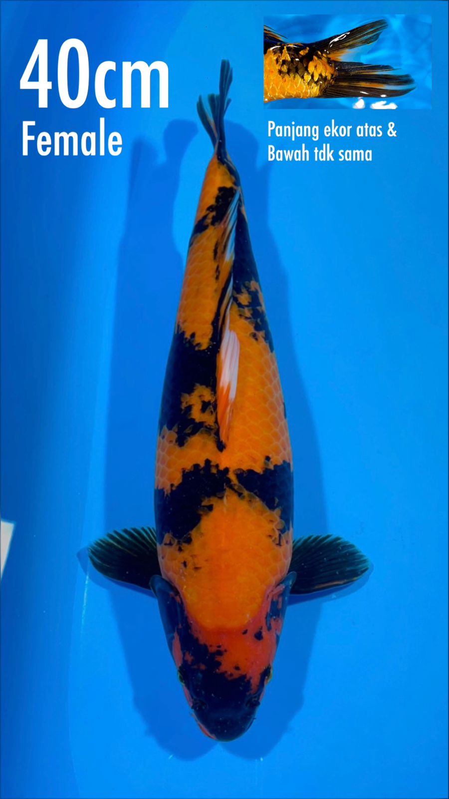 HIUTSURI 40cm