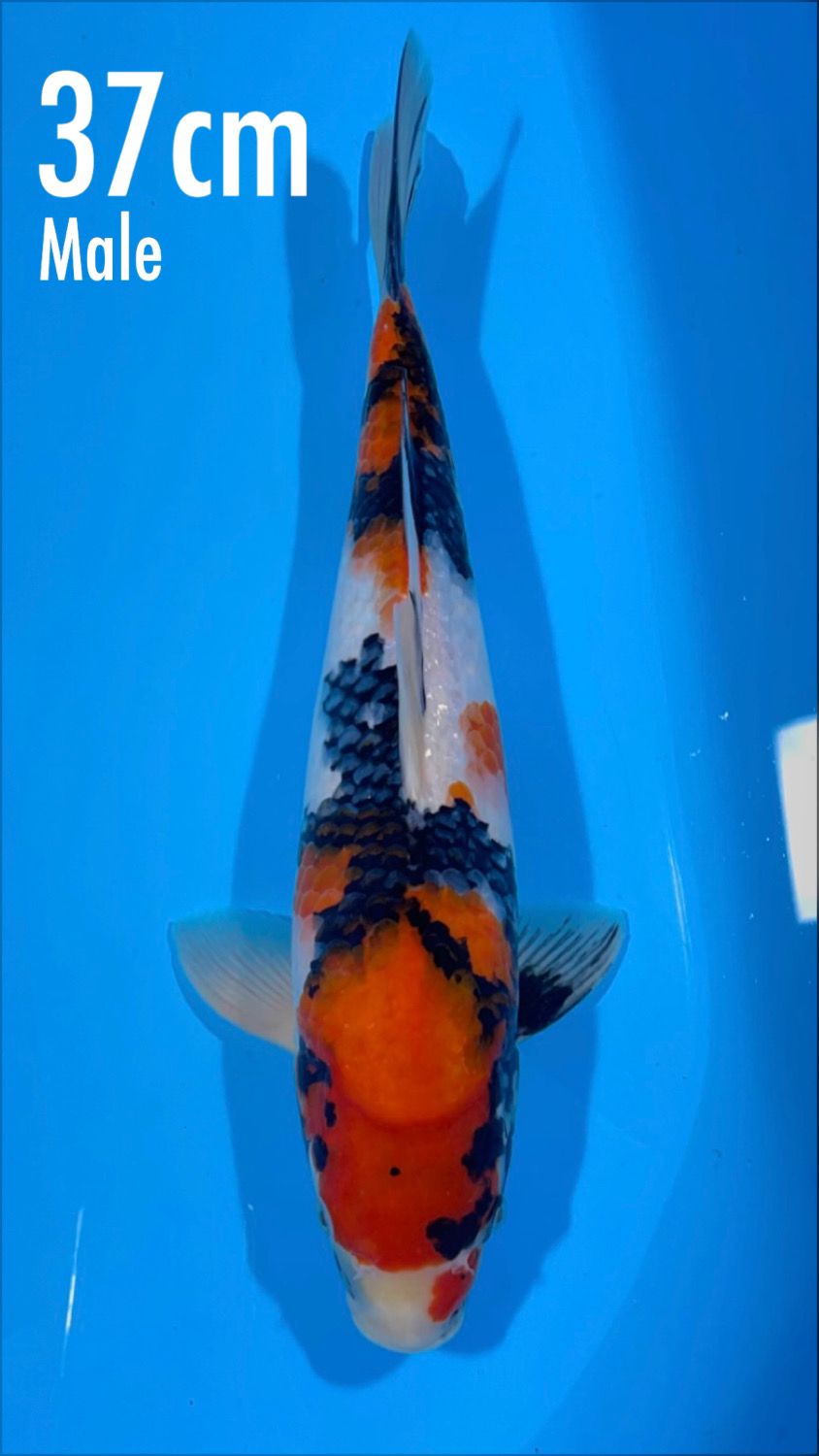 SHOWA 37cm