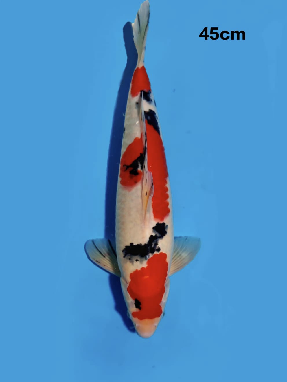 SANKE HQ 45cm