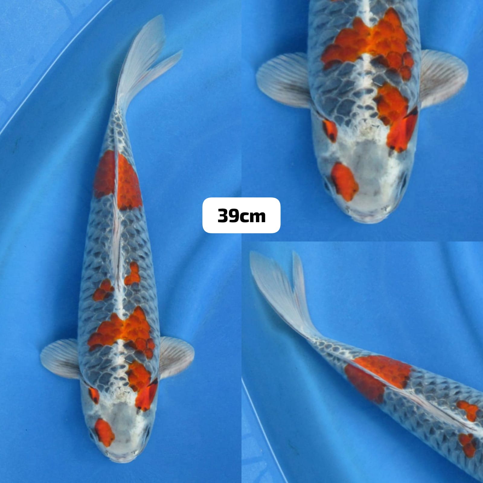 RED KURO GOSHIKI 39cm