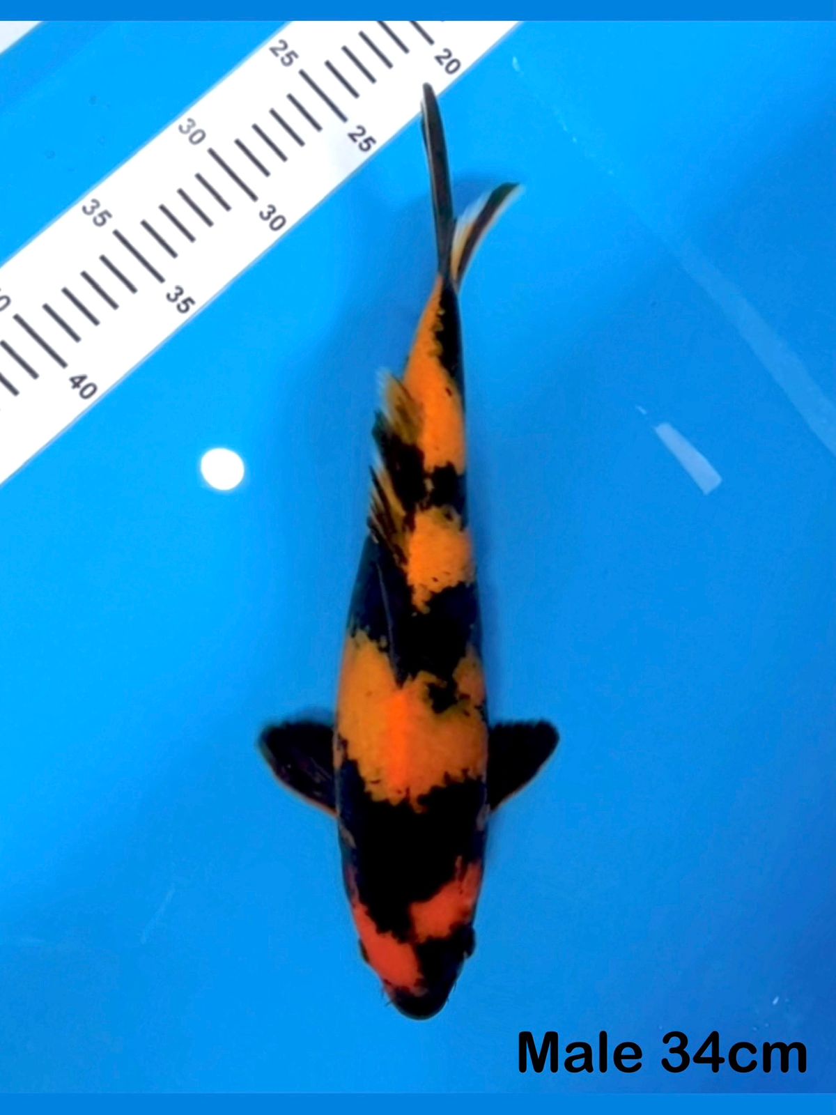 UTSURI 35cm