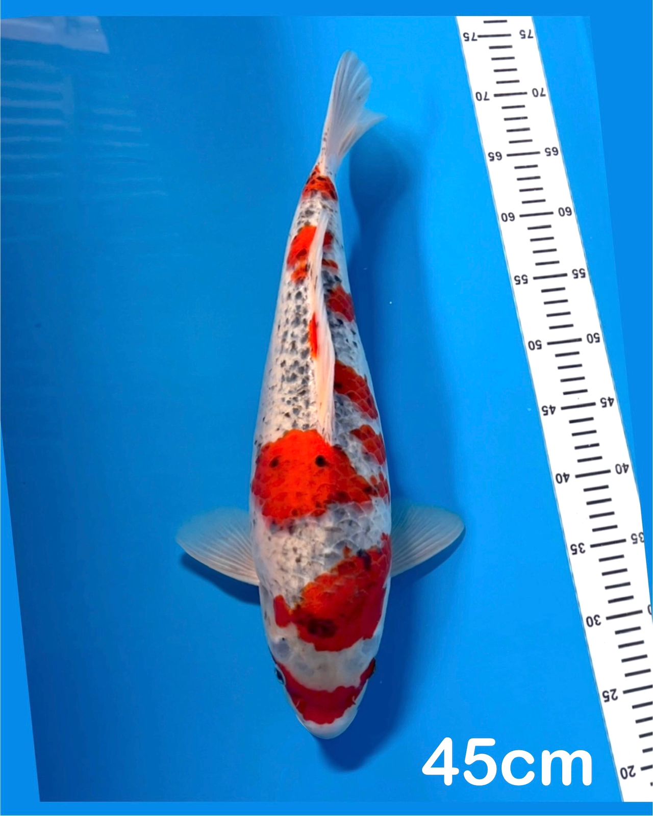 GOSHIKI JUMBOBULKY 45cm
