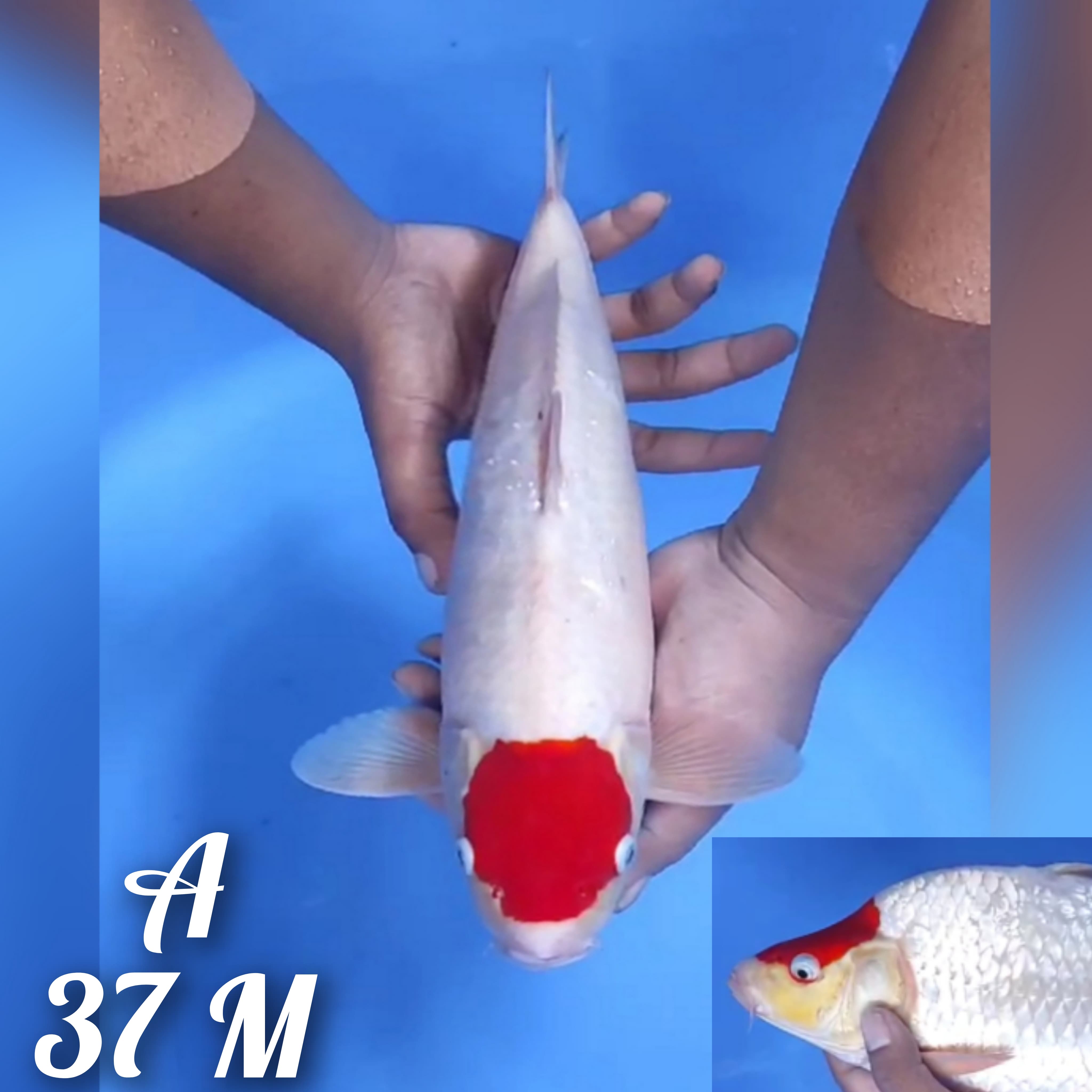 TANCO KOHAKU ORIGINAL PUNUK TINGGI 37cm