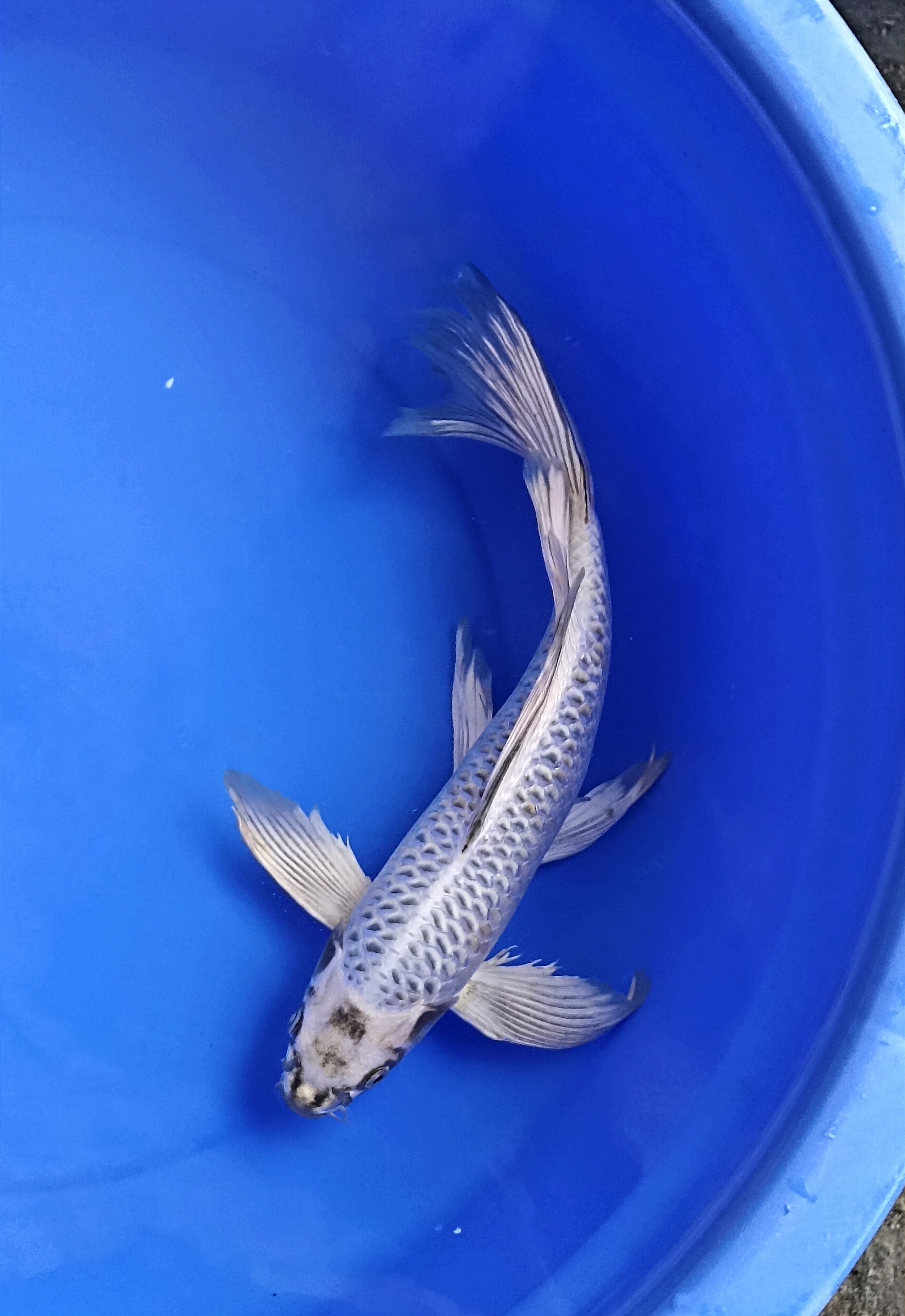 MUKASI SLAYER 38cm