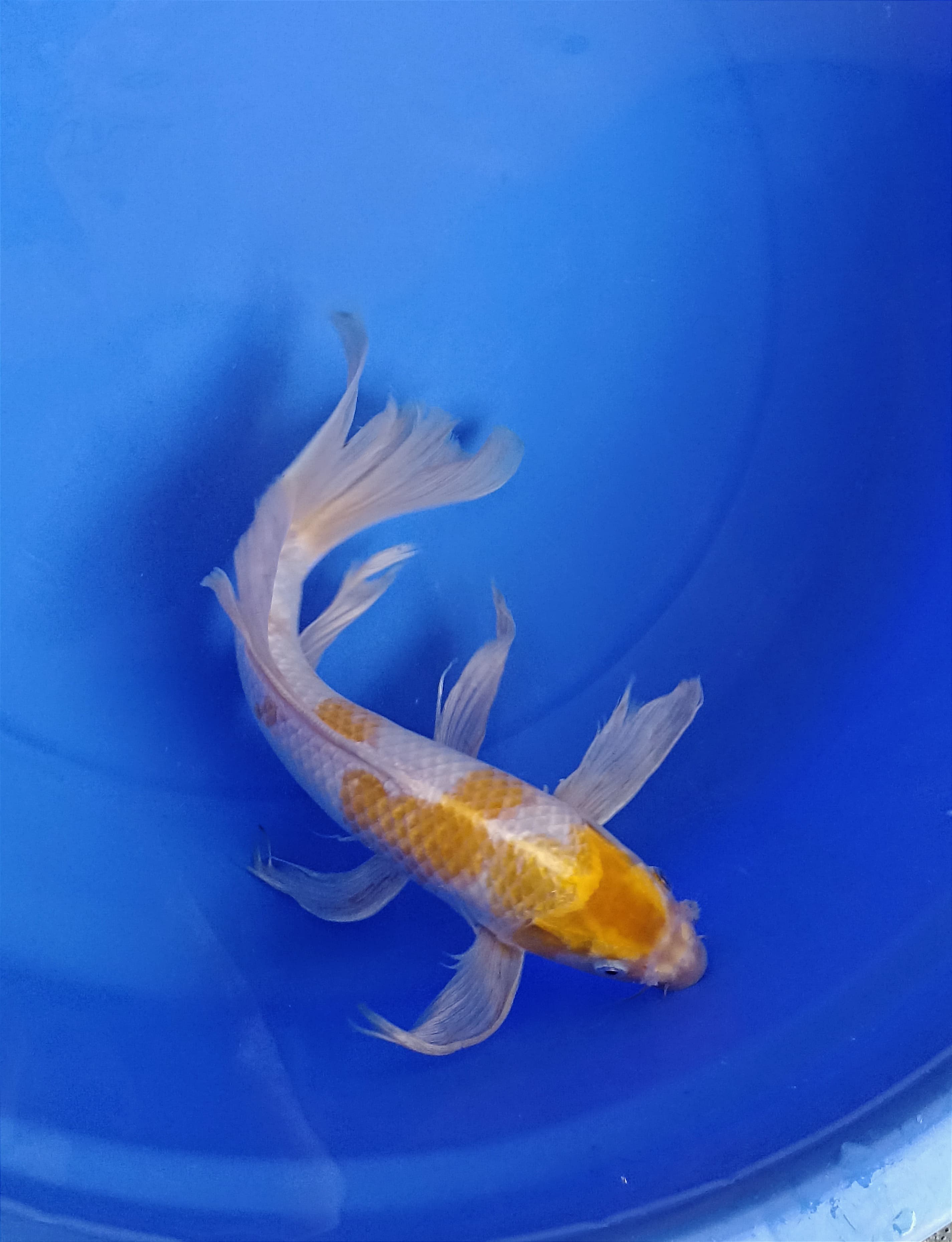 HARIWAKE SLAYER 34cm