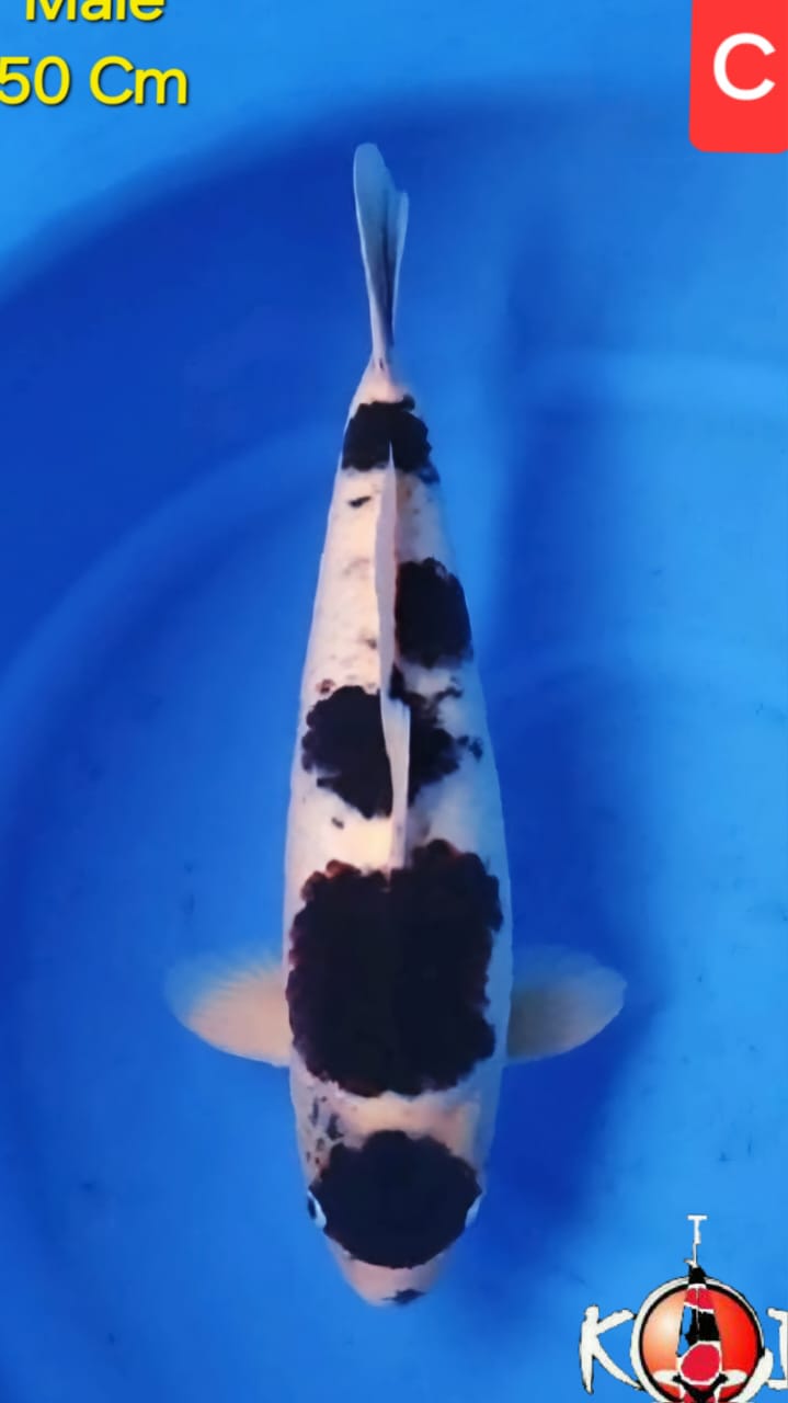 KOROMO 50cm