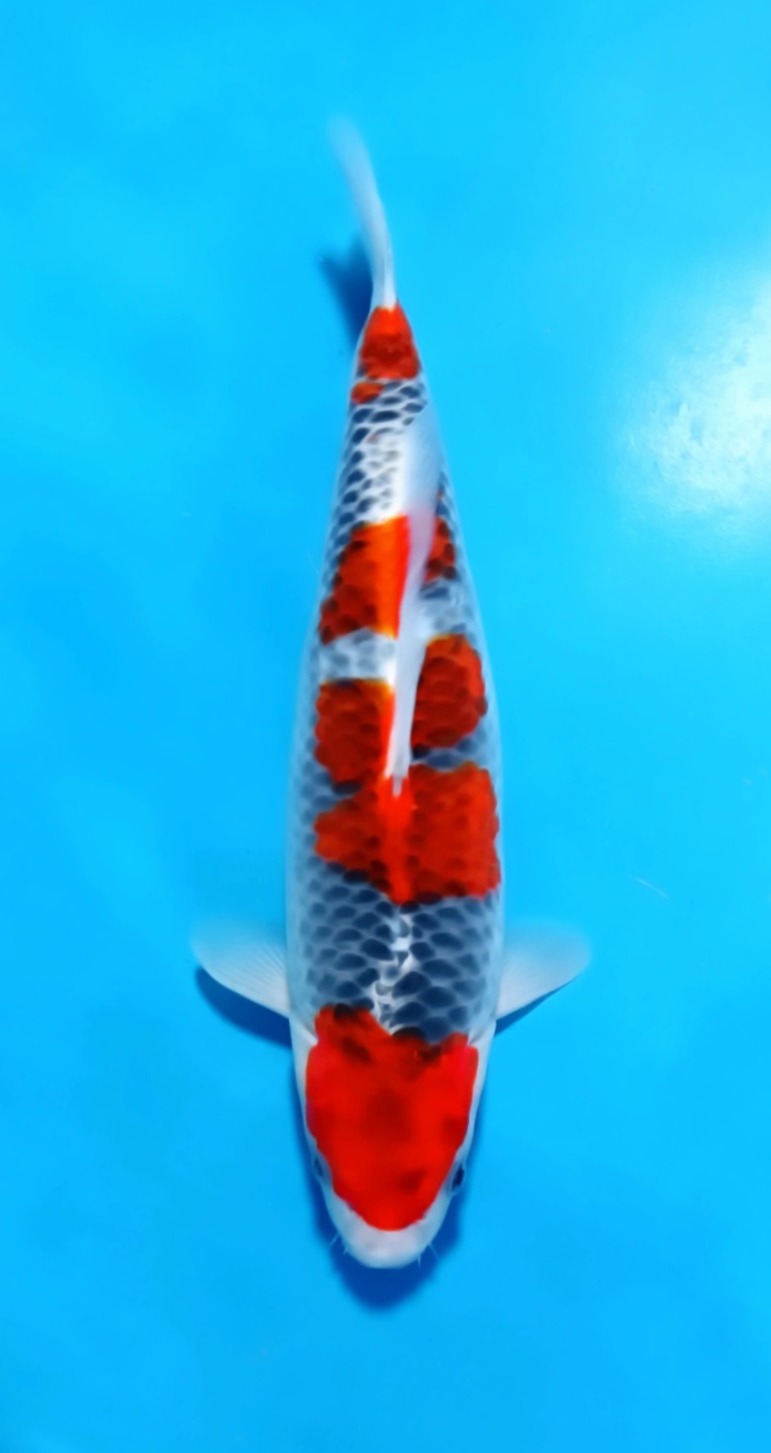 GOSHIKI 34cm