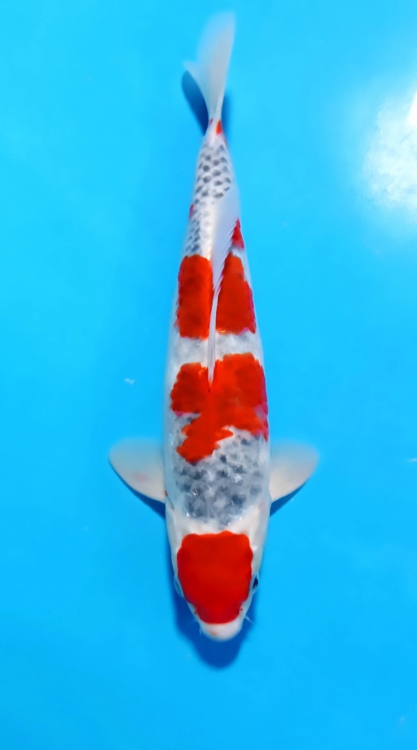 GOSHIKI MARUTEN 33cm
