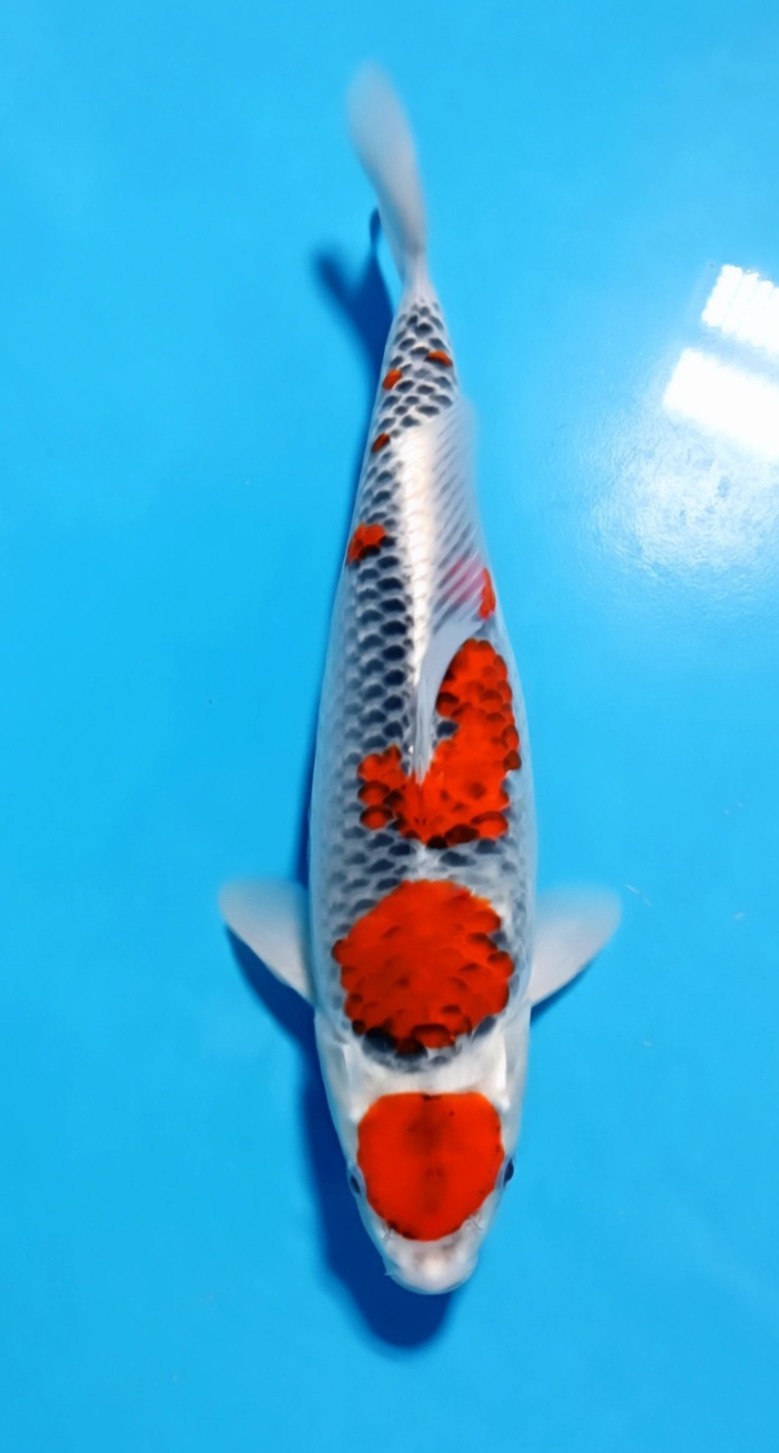 GOSHIKI MARUTEN 36cm