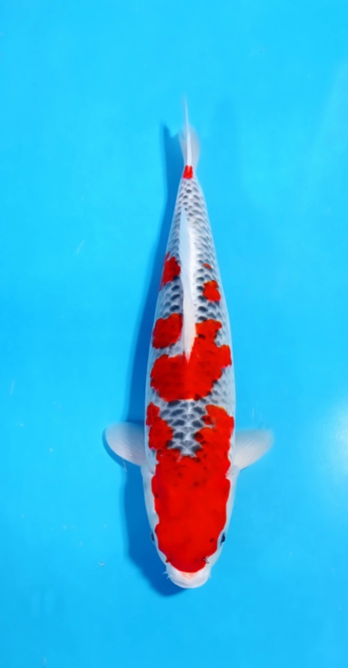 GOSHIKI 42cm