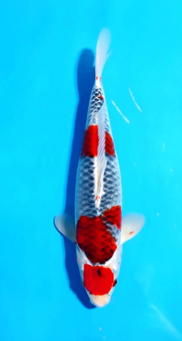 GOSHIKI 35cm