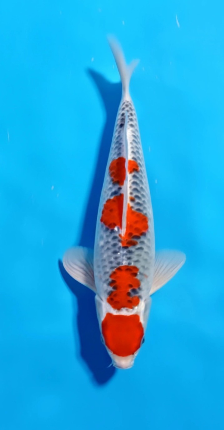 GOSHIKI MARUTEN 35cm