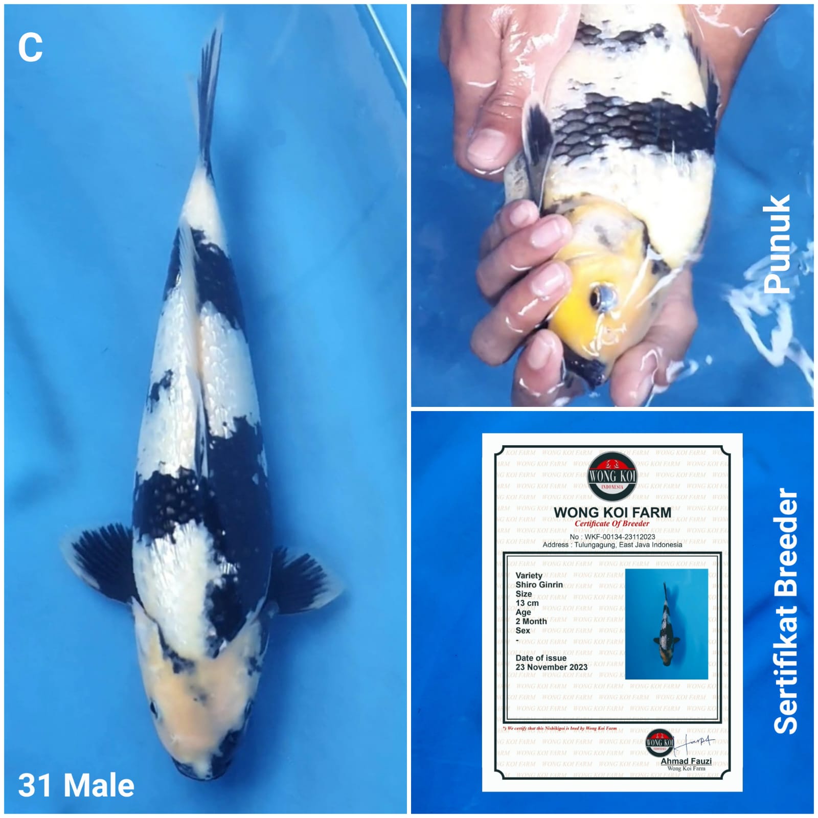 SHIRO GINRIN PUNUK SERTIFIKAT BREEDER 31cm