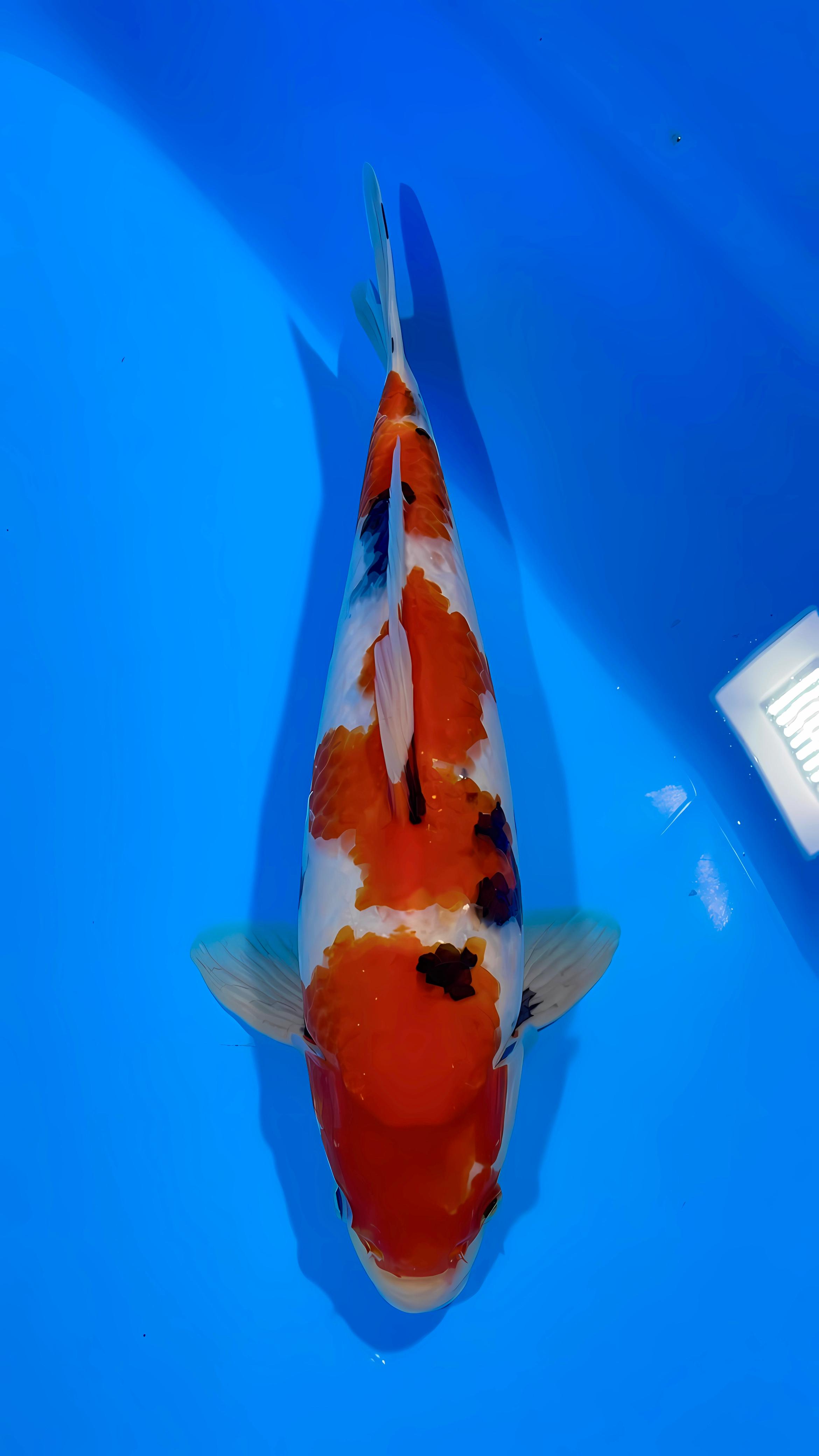 SHOWA 37cm