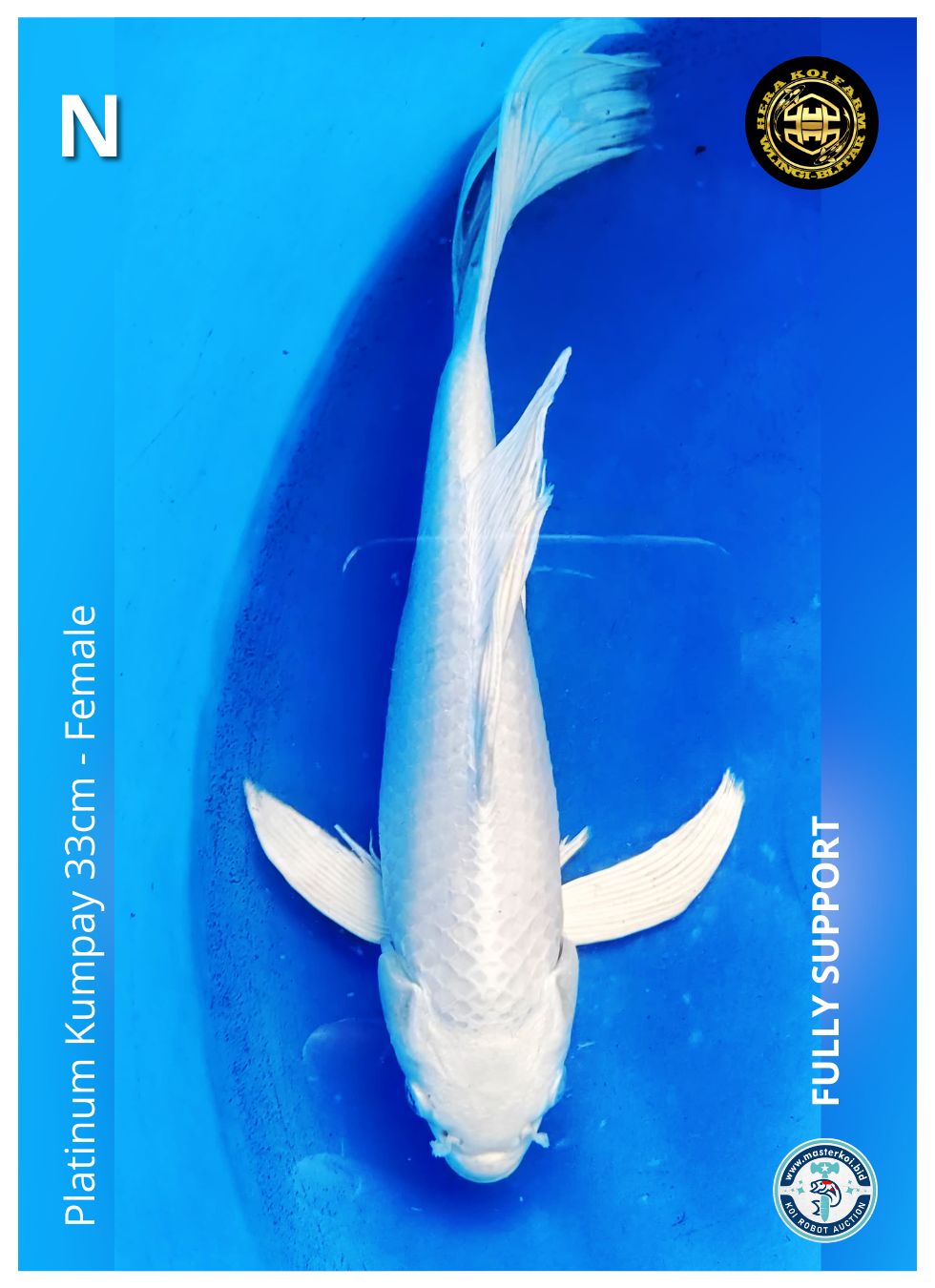 PLATINUM KUMPAY 33cm