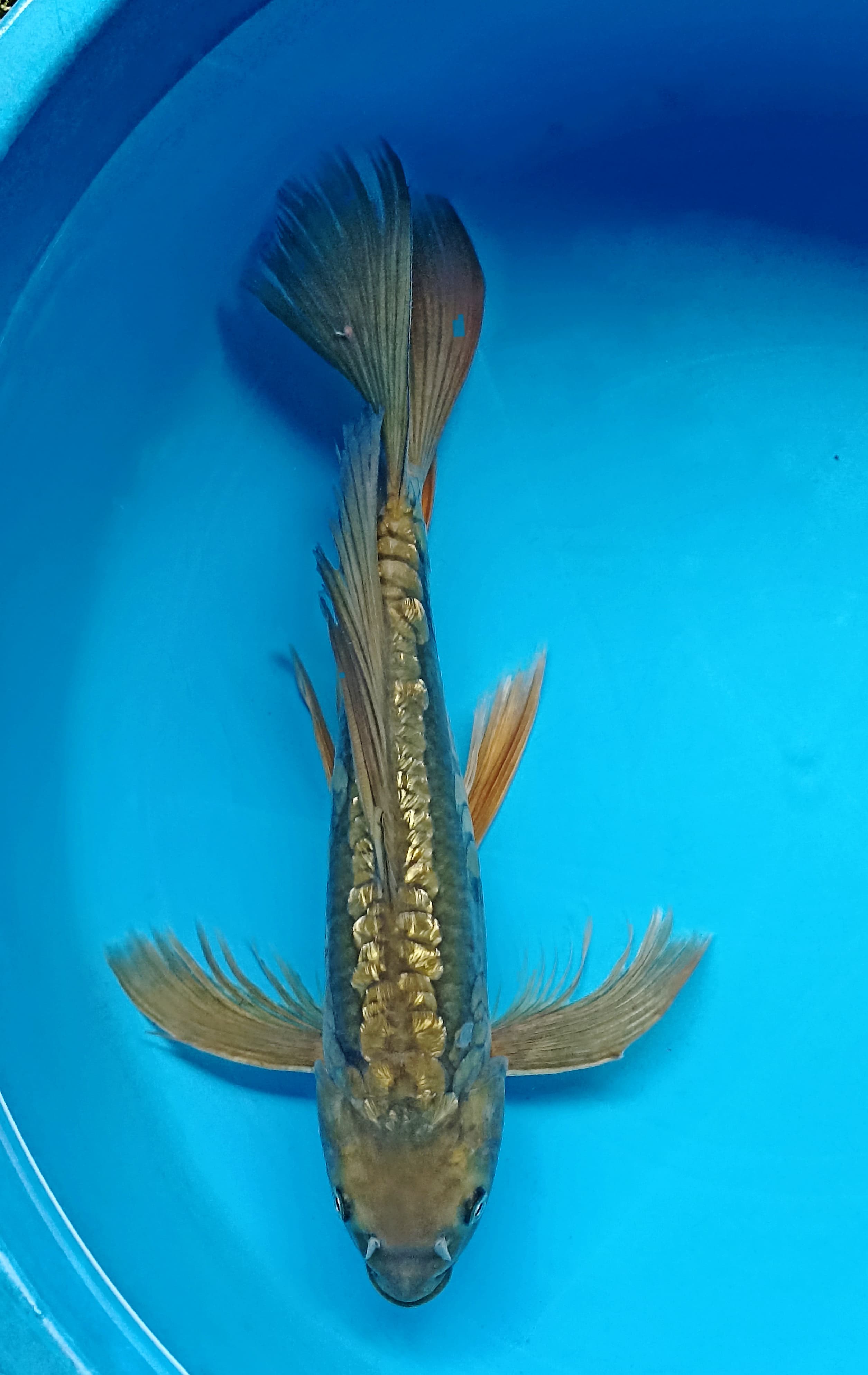 DRAGON SLAYER 37cm