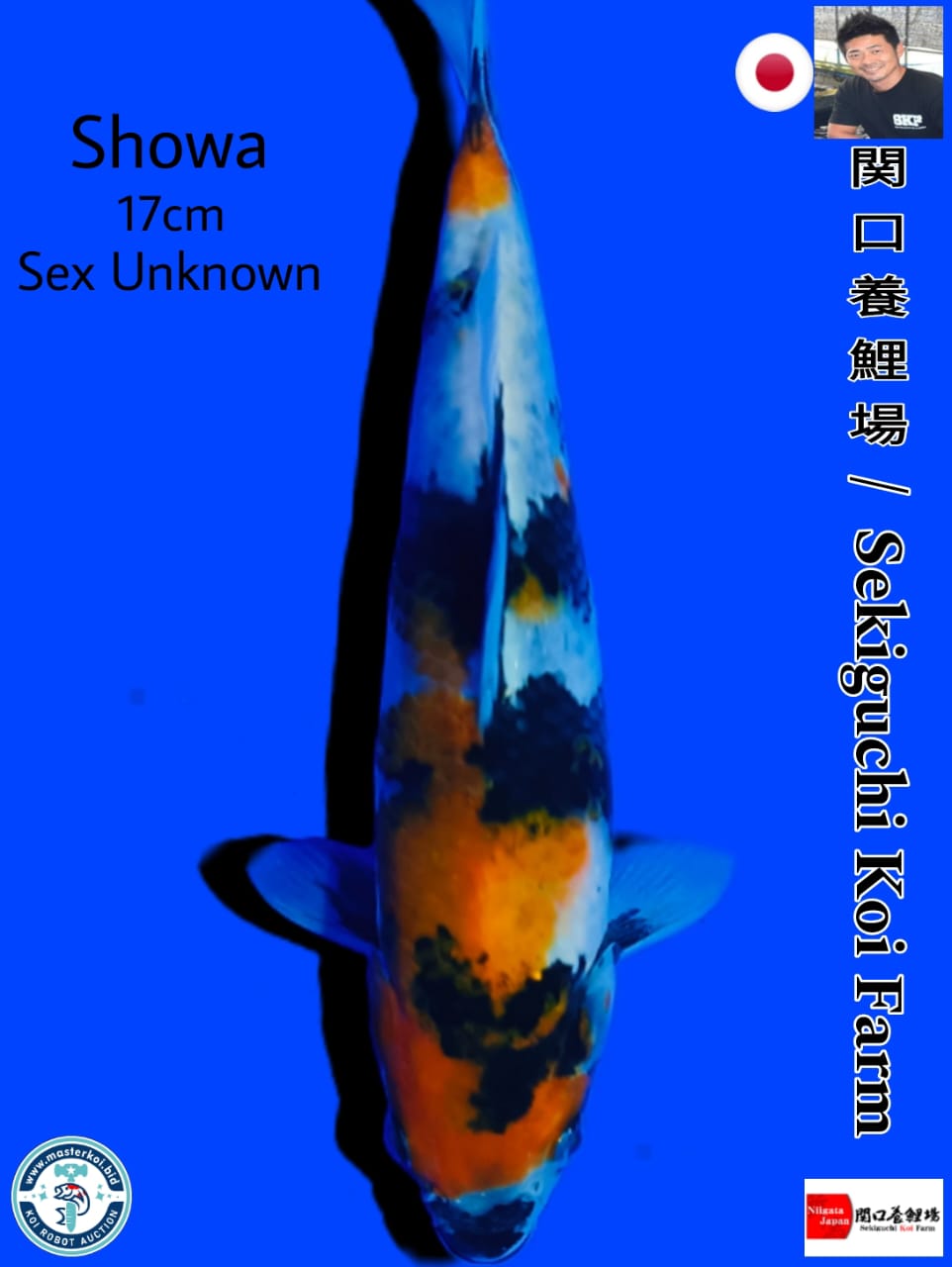 SHOWA IMPORT SEKIGUCHI KOI FARM 17cm