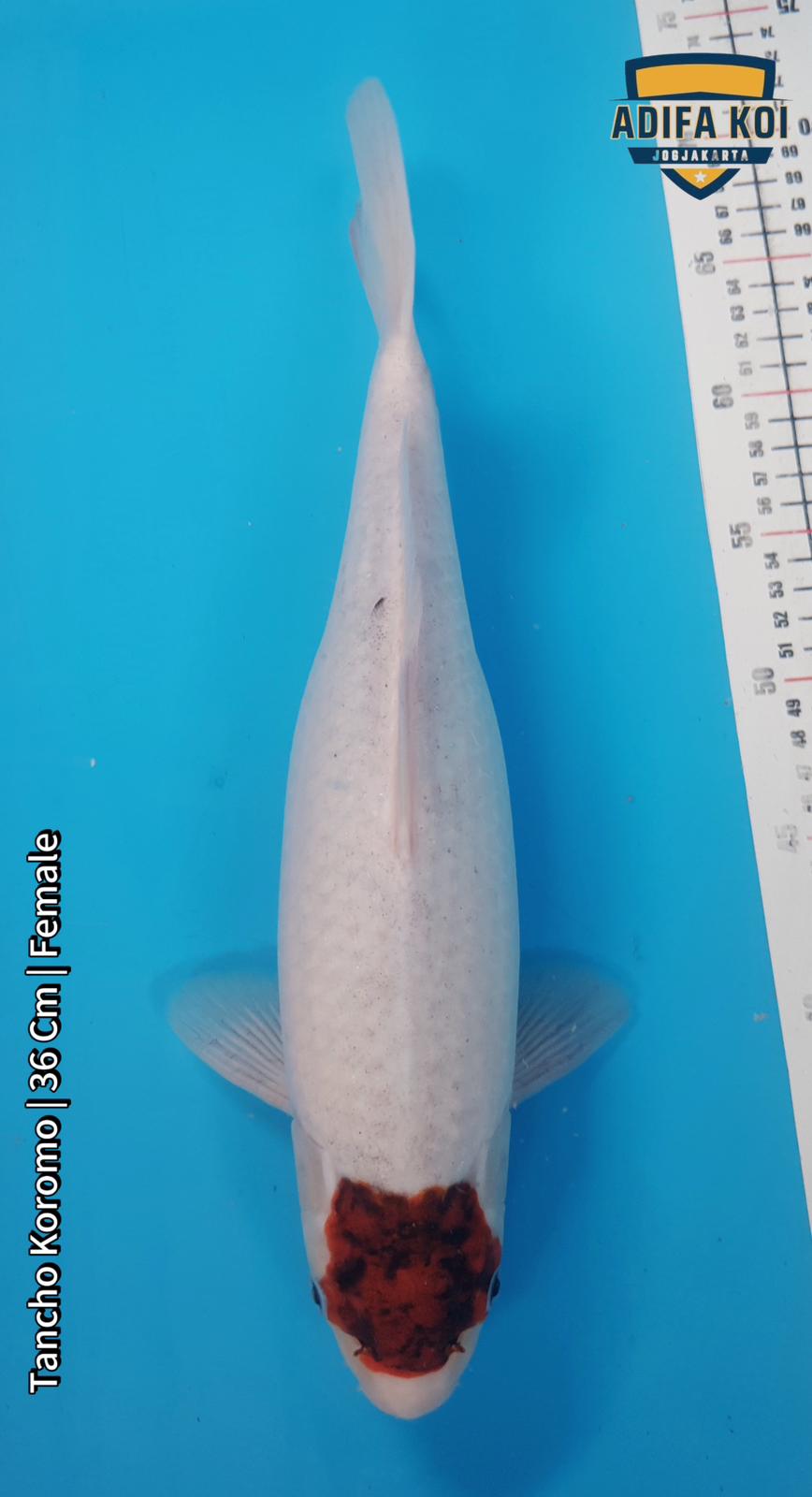 TANCHO KOROMO 36cm