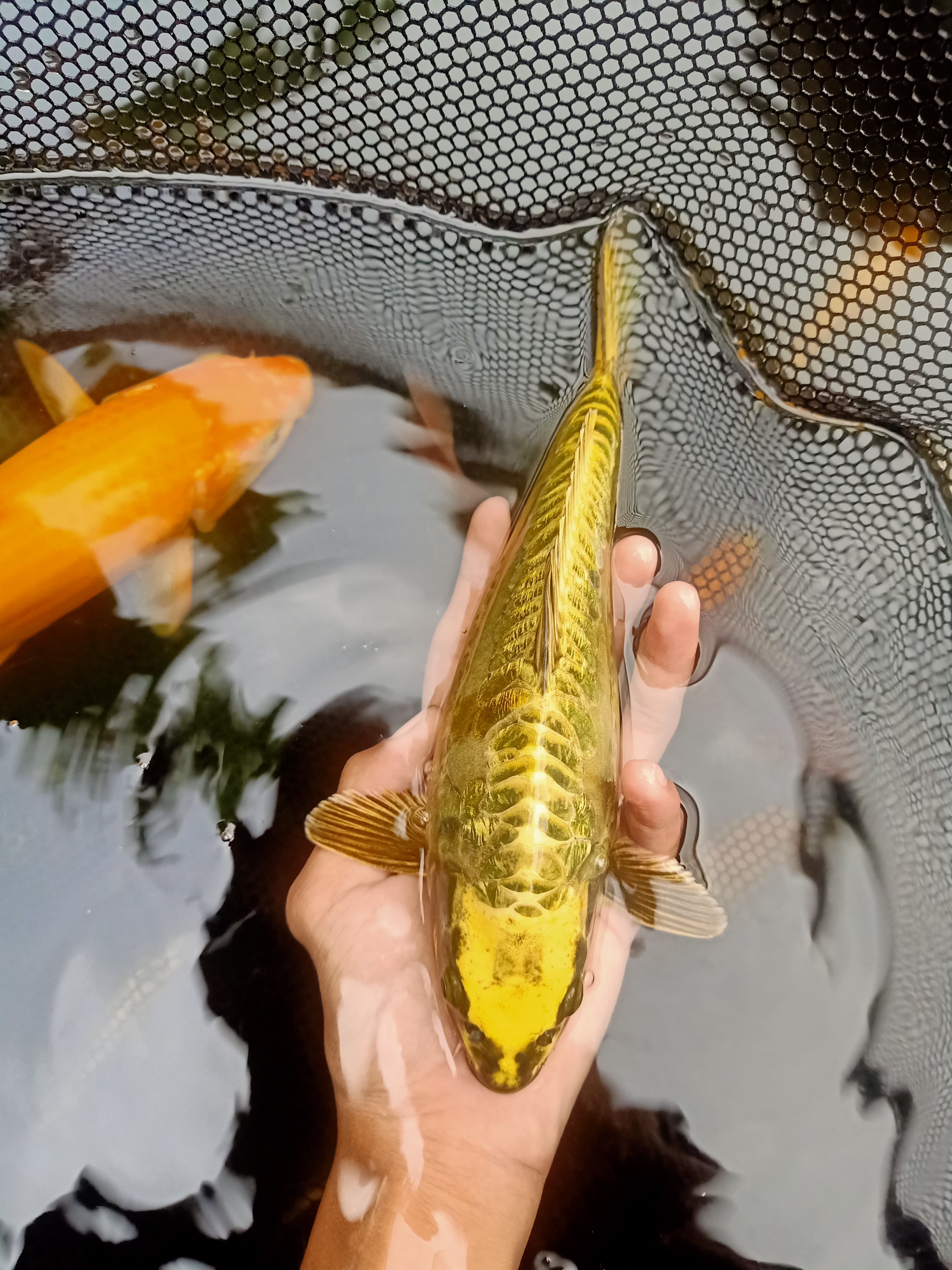 Ikan Koi MUKASI ARAGOKE GINRIN 25cm, lelang koi MUKASI ARAGOKE GINRIN 25cm, jual koi MUKASI ARAGOKE GINRIN 25cm, beli koi MUKASI ARAGOKE GINRIN 25cm, Lelang Koi Online, Jual Beli Ikan Koi, Pusat Jual Beli Koi, Info Lelang Koi Hari Ini, Platform Jual Beli Koi, Jual Beli Ikan Koi Online, Marketplace Ikan Koi, Jual Koi Terbaik, Tempat Beli Koi Berkualitas, Pasar Ikan Koi Online Terpercaya, Penjual Ikan Koi Terpercaya, Beli Koi Hias Online, Ikan Koi untuk Dijual, Koi Kualitas Terbaik, Toko Online Ikan Koi, Koi Hias Untuk Dijual, Jual Beli Ikan Koi Lokal, Koi Indonesia Online, Pusat Jual Beli Koi Terbesar