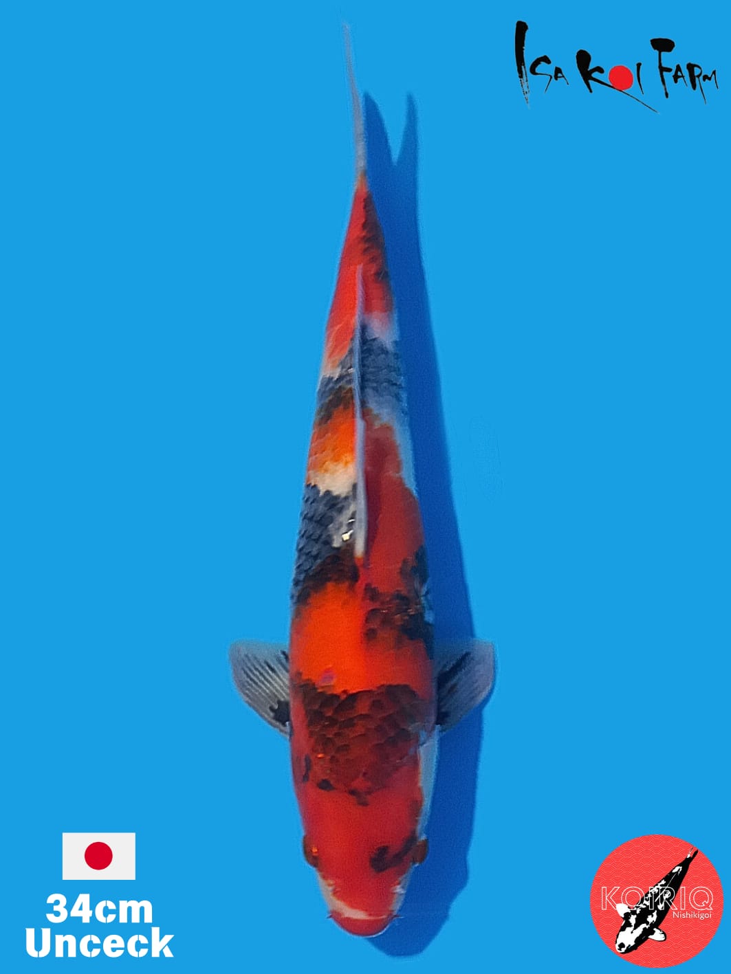 SHOWA IMPORT ISA KOI FARM 34cm