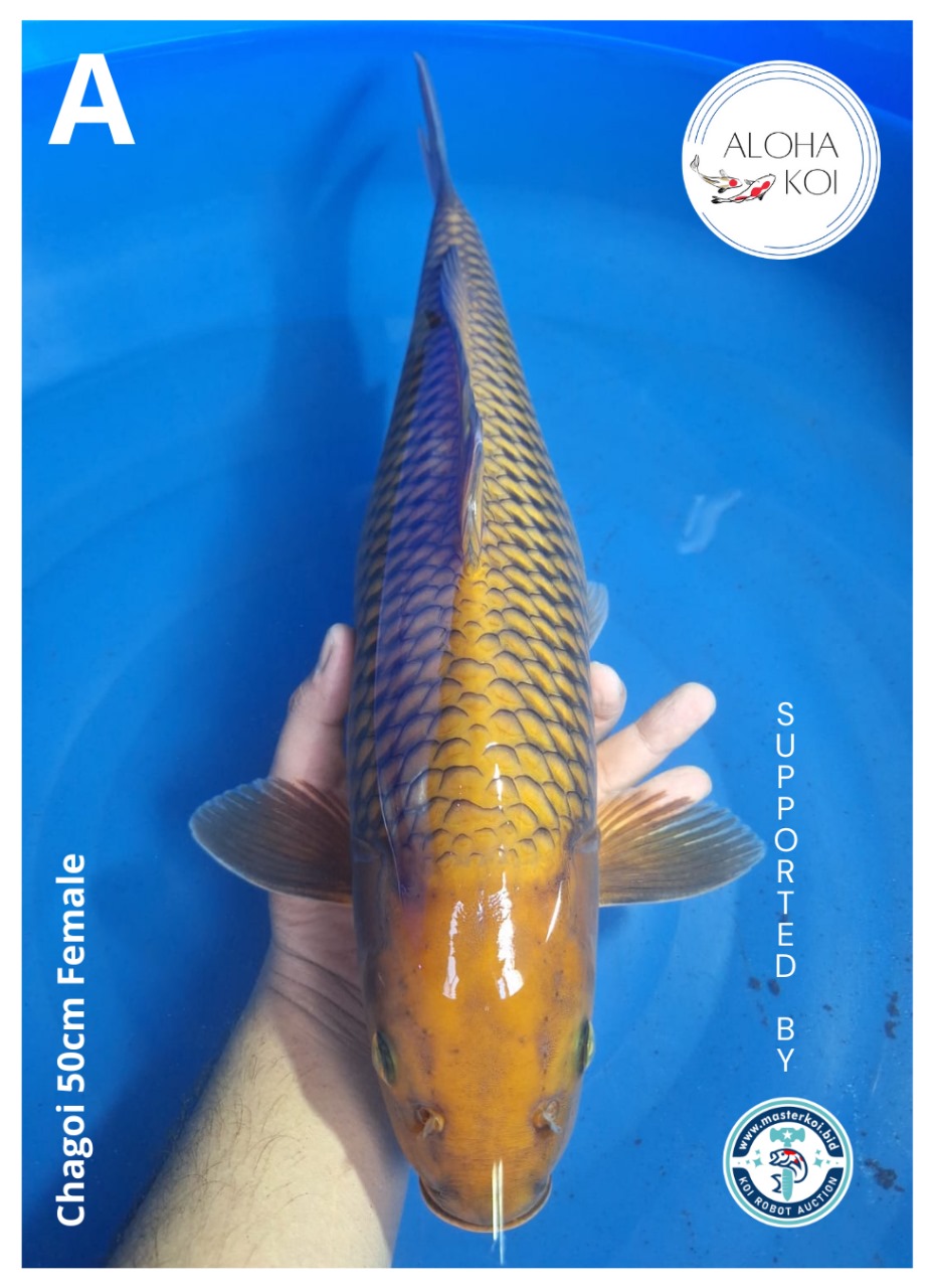 CHAGOI 50cm