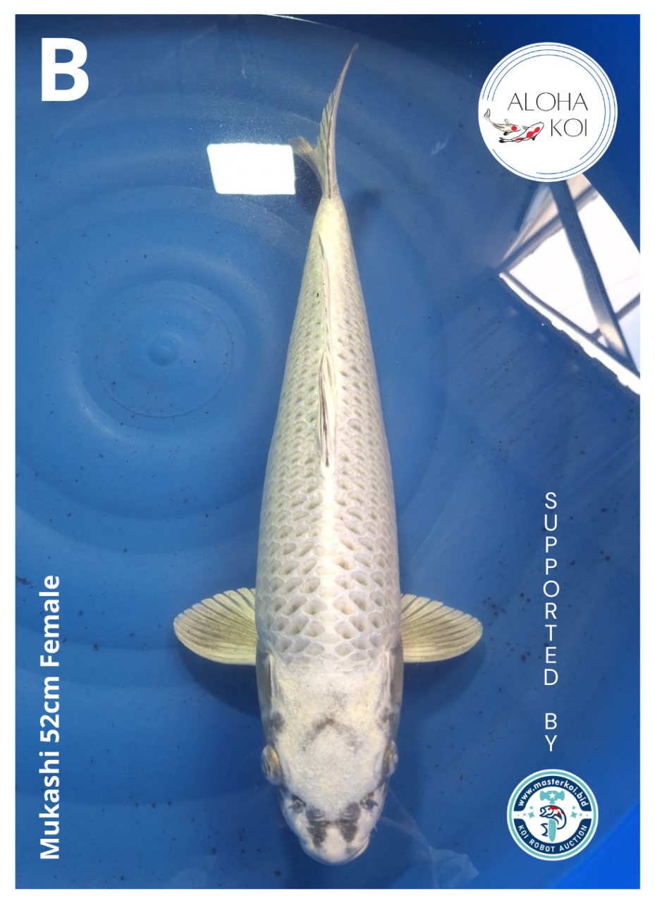 MUKASHI 52cm