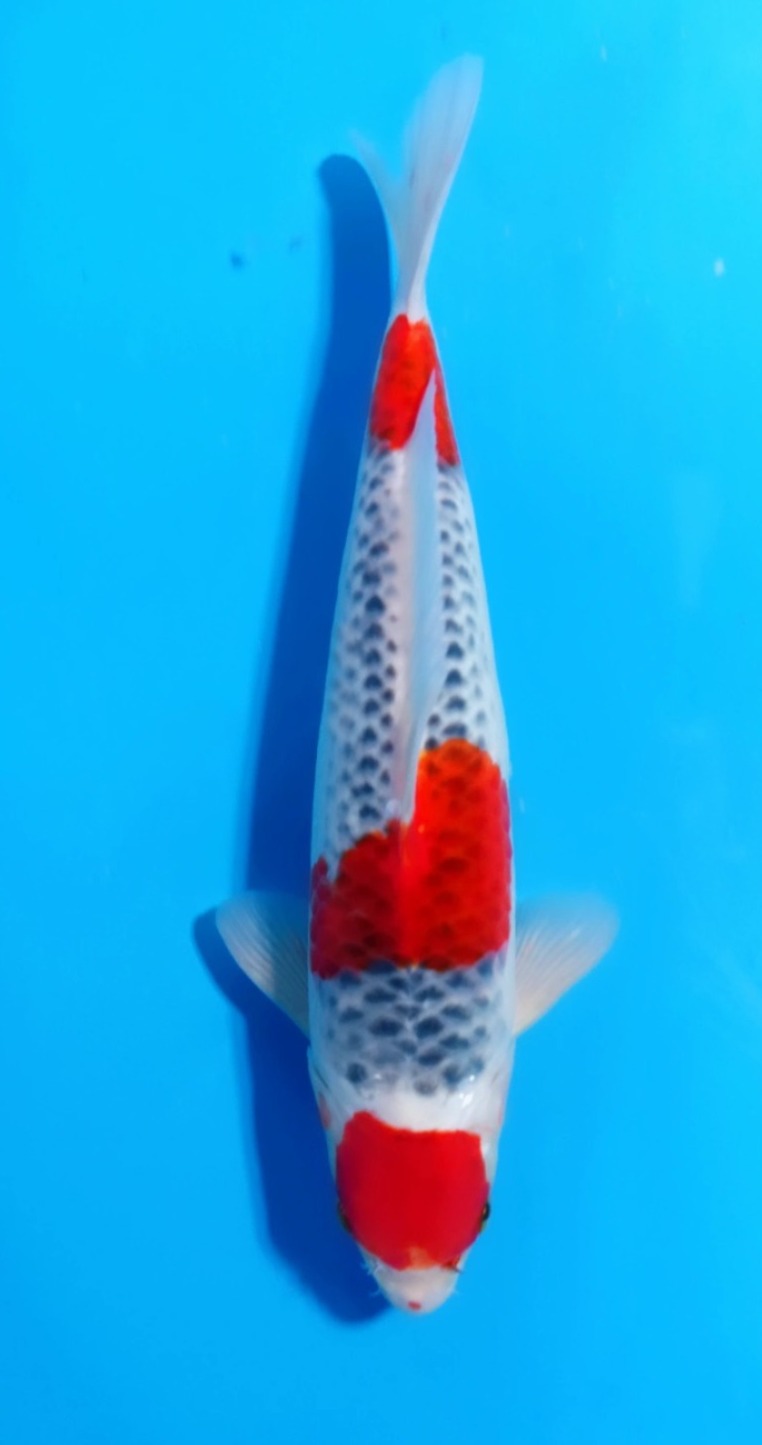 GOSHIKI MARUTEN 33cm
