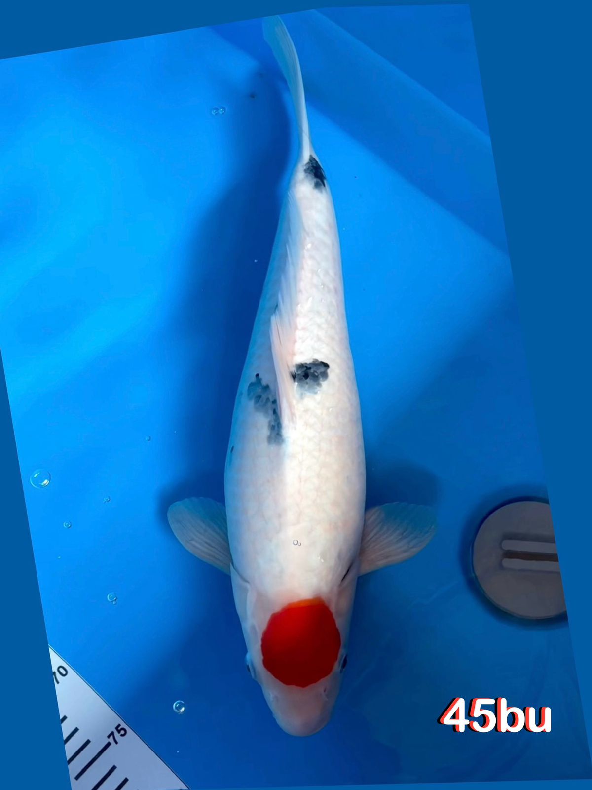 TANCO SANKE BODI BADAKBULKY 43cm