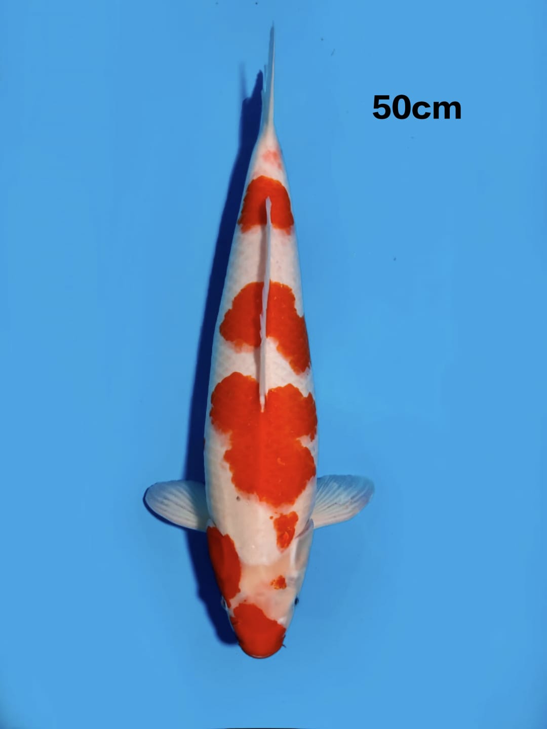 KOHAKU CALON INDUK 50cm