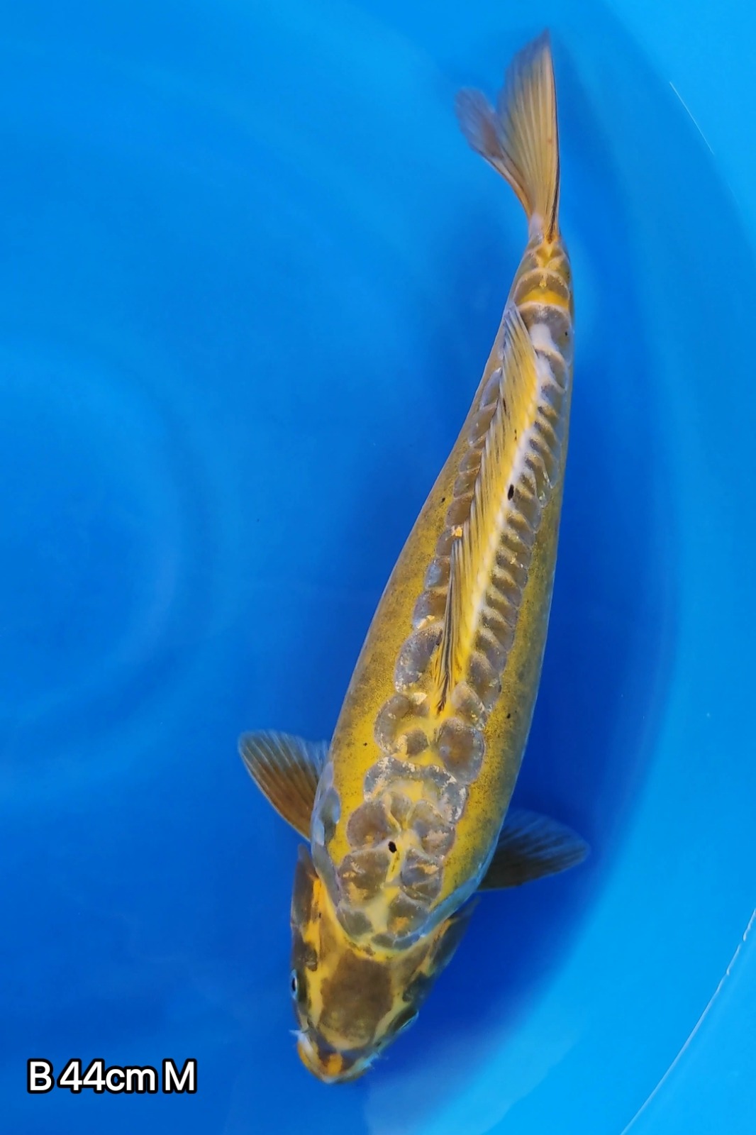 BANANA YELLOW KAWARIBULKY ABIEZ 44cm