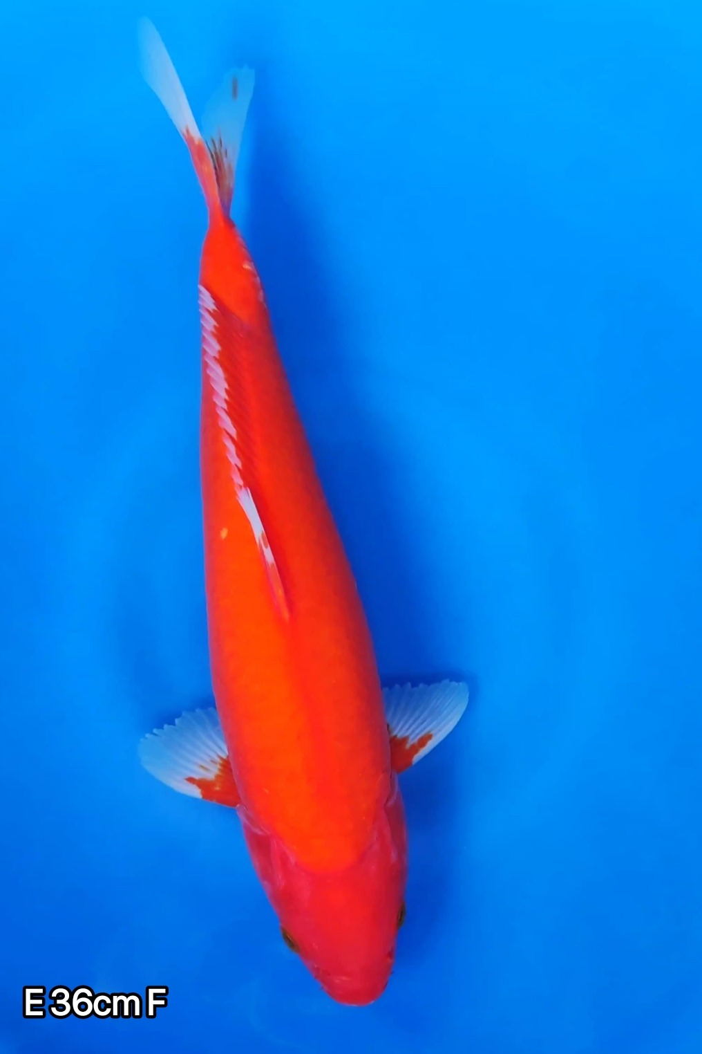 AKA HAJIRO SUPER RED 36cm