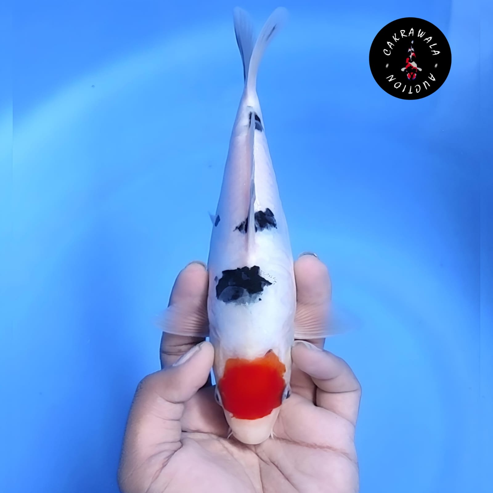 TANCHO SANKE DOITSU 25cm