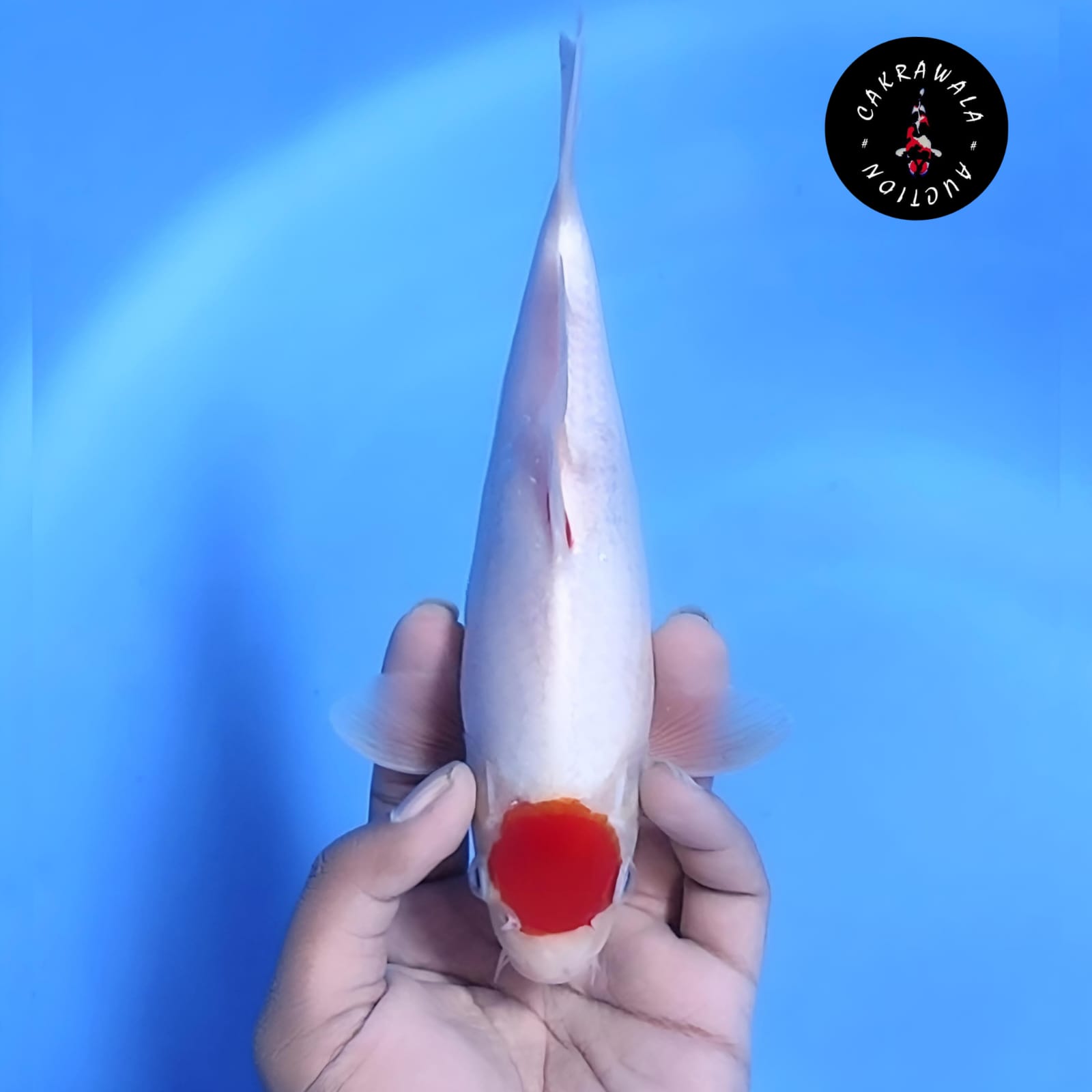 TANCHO KOHAKU 25cm