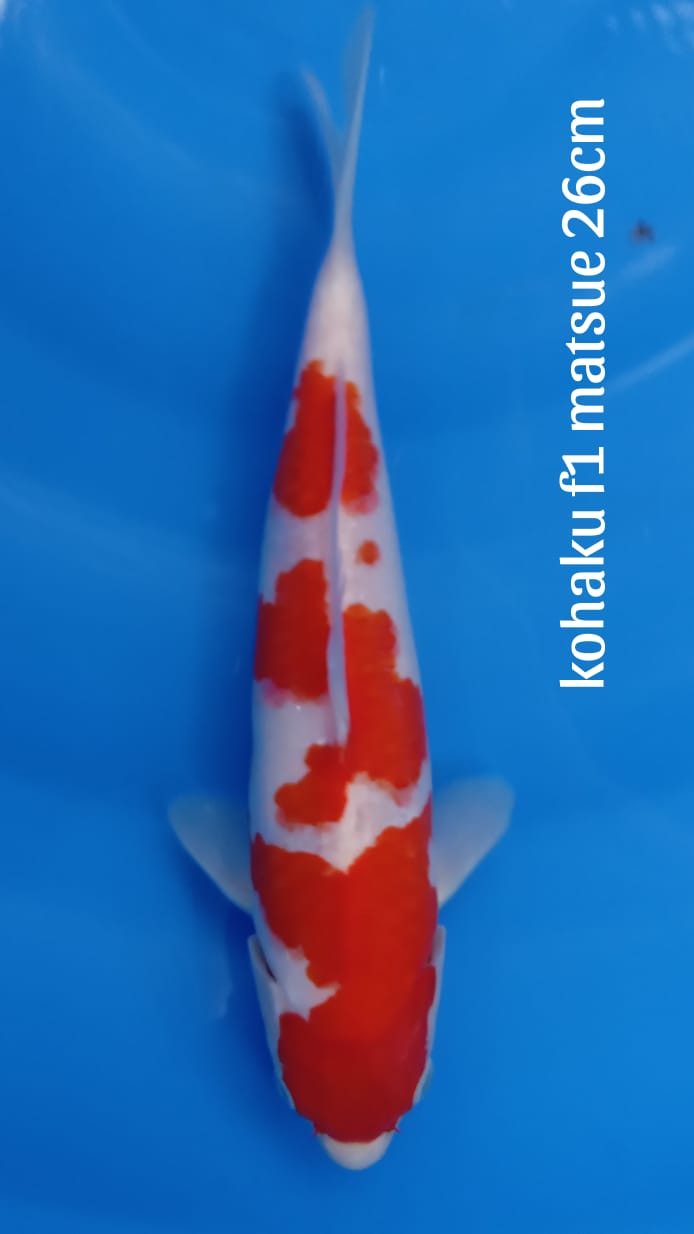 KOHAKU F1 MATSUE 26cm BAHAN SQ