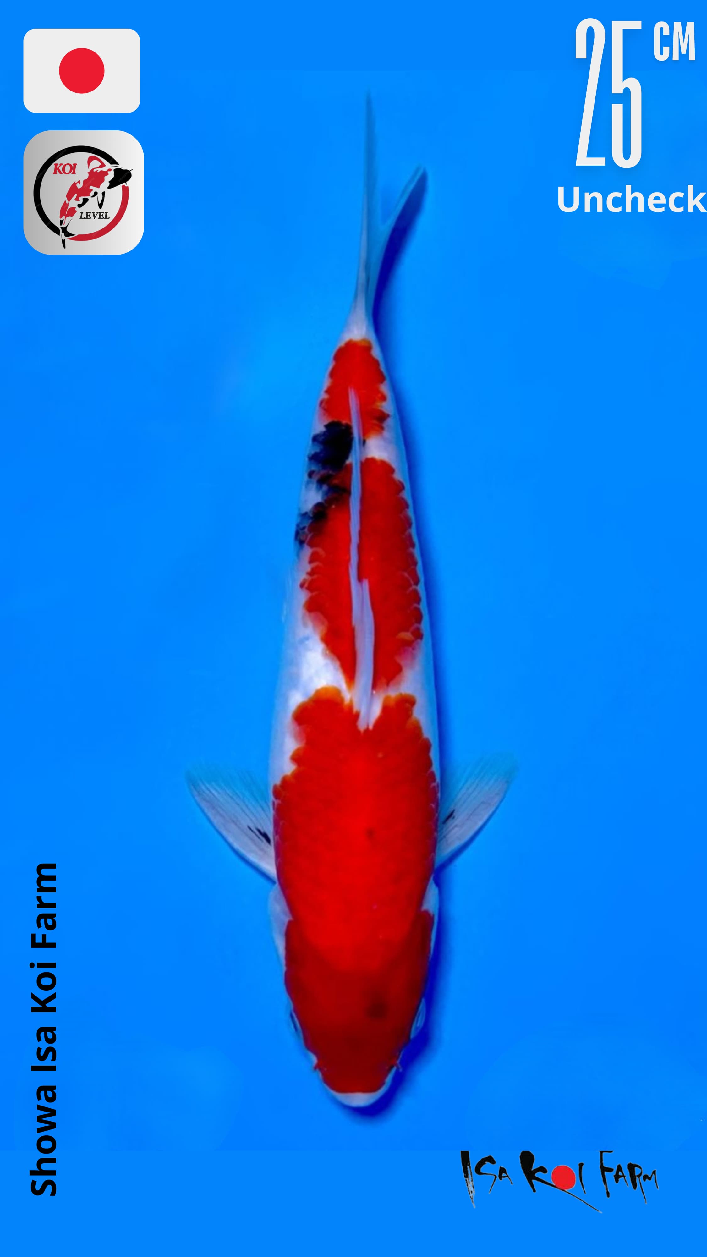 SHOWA ISA SHOW QUALITY 25cm