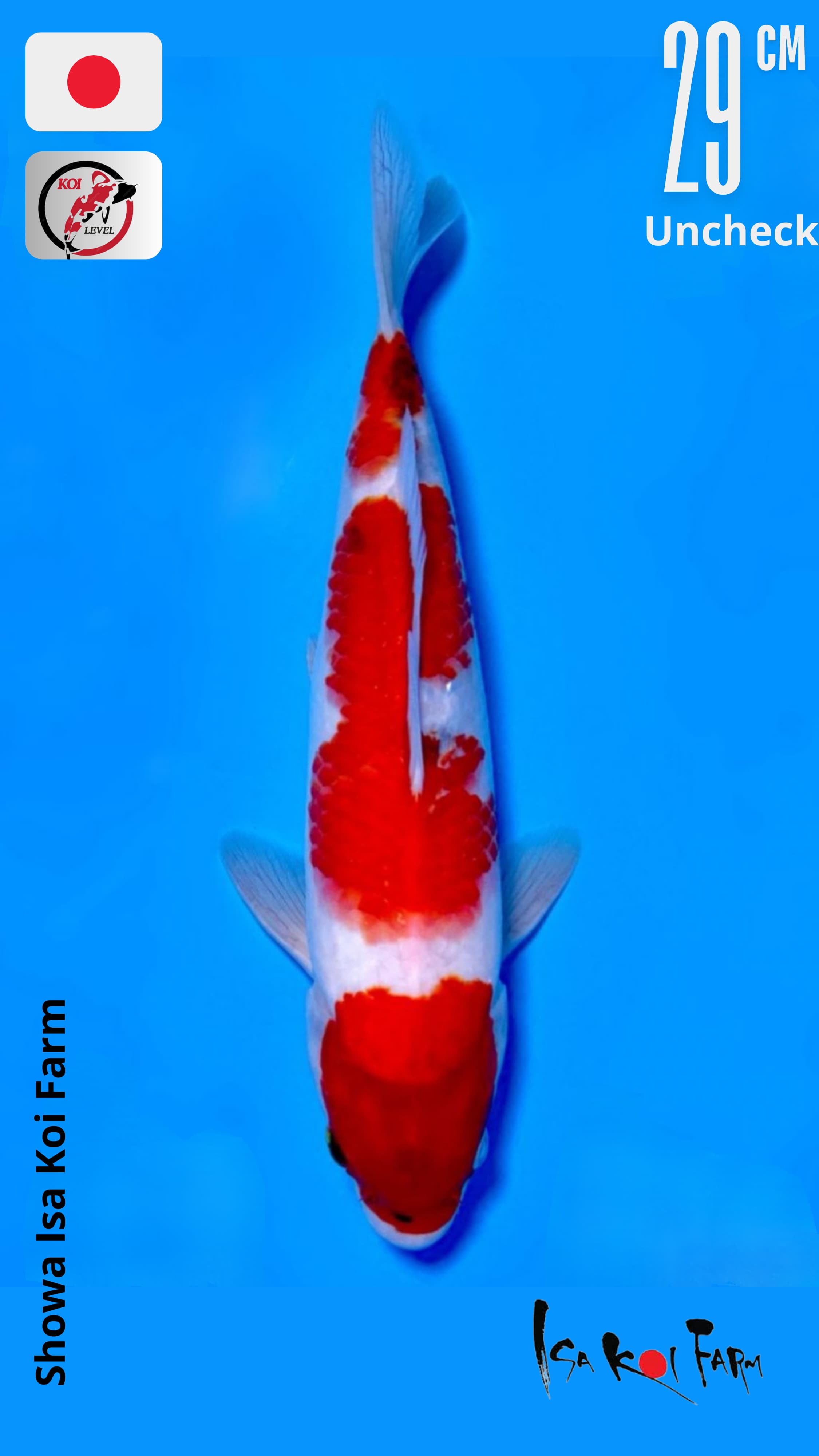 SHOWA ISA SHOW QUALITY 29cm