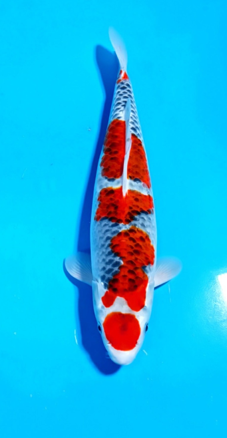 GOSHIKI MARUTEN 40cm