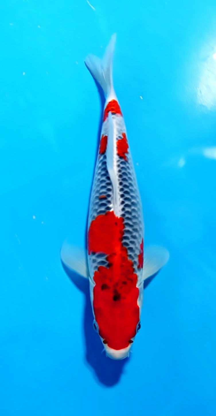 GOSHIKI 32cm