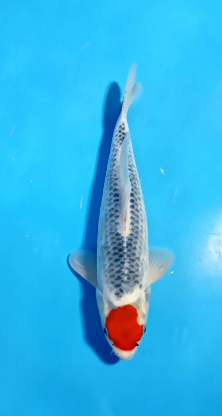 TANCHO GOSHIKI 32cm