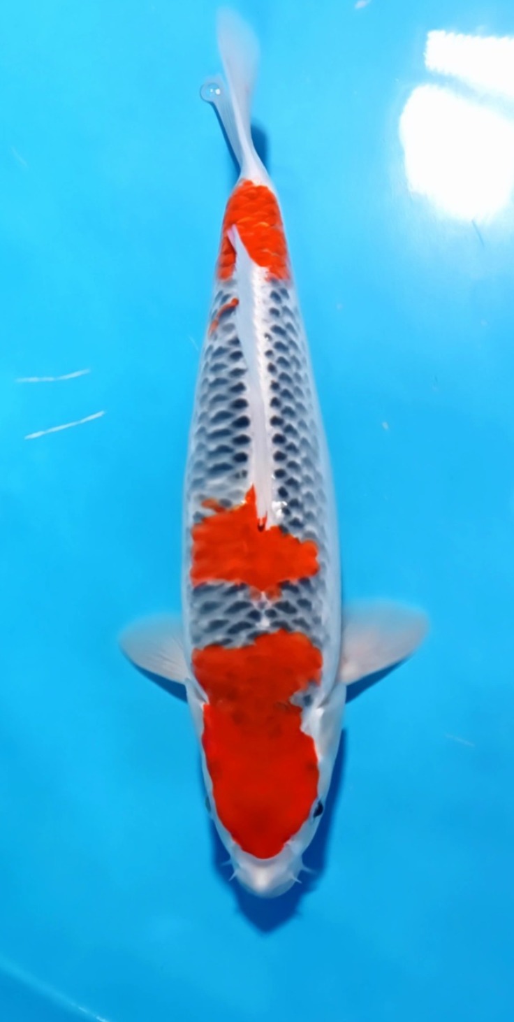 GOSHIKI 38cm