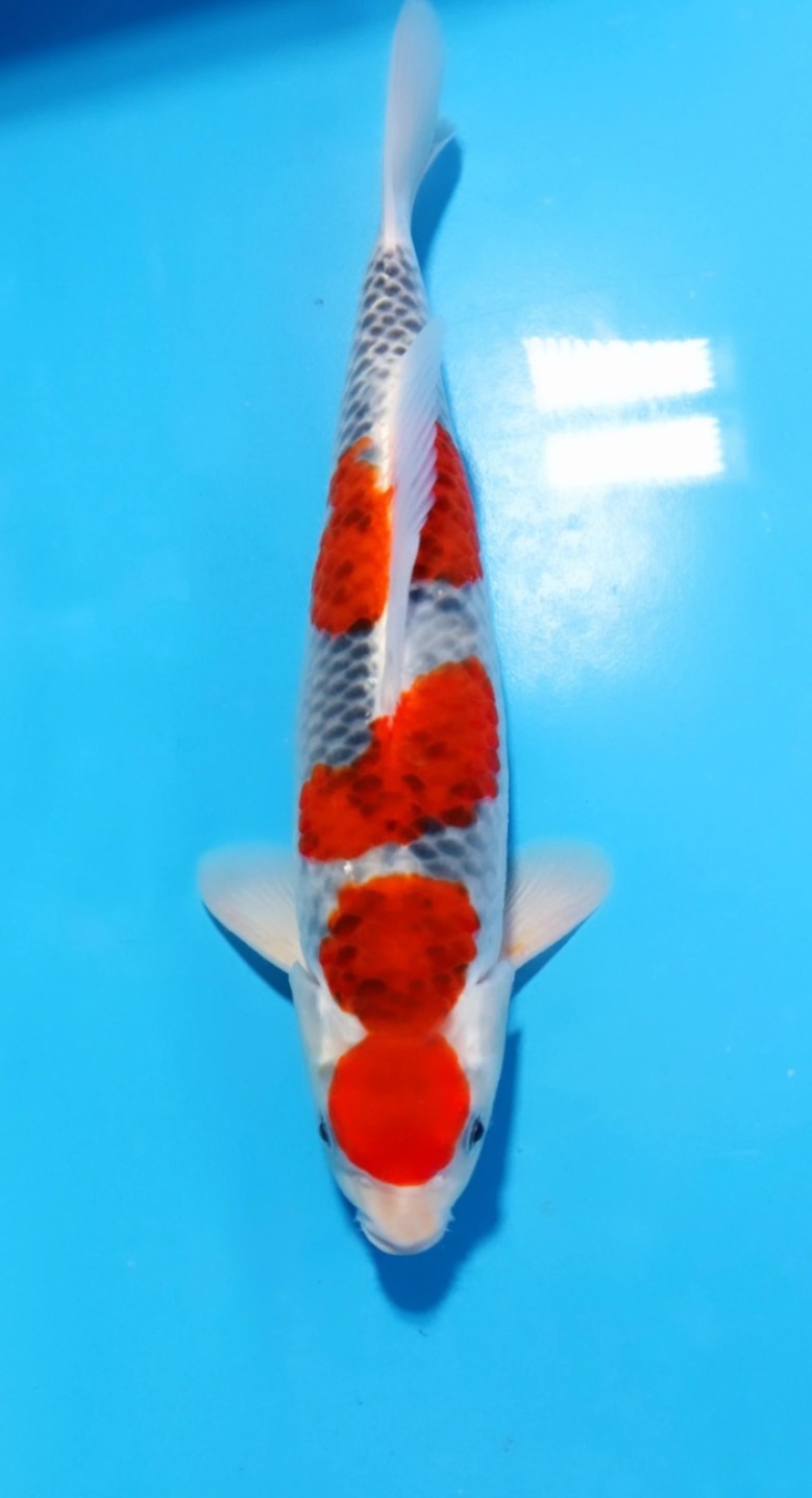 GOSHIKI 35cm