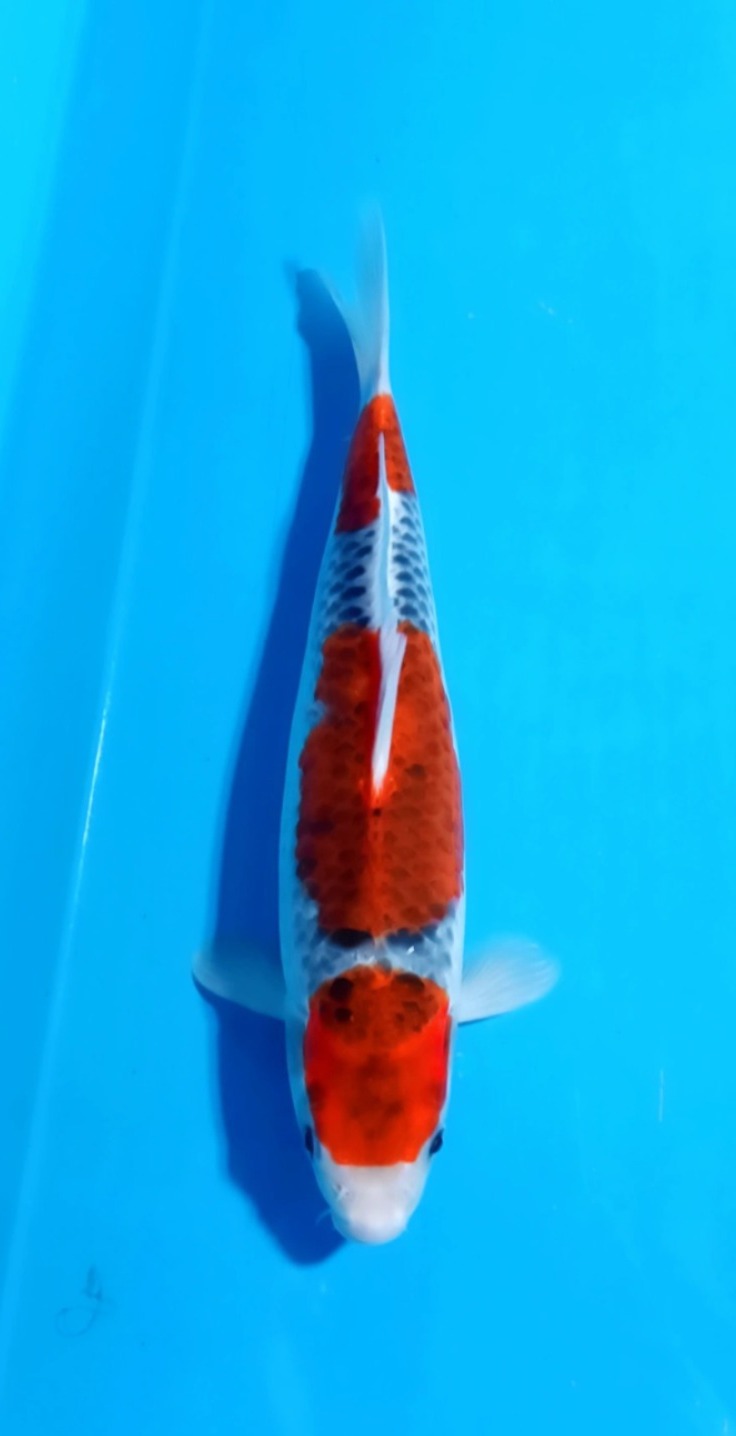 GOSHIKI 29cm