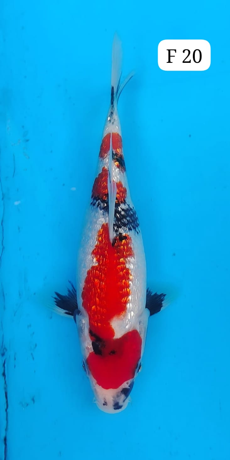 SHOWA GINRIN F 20cm